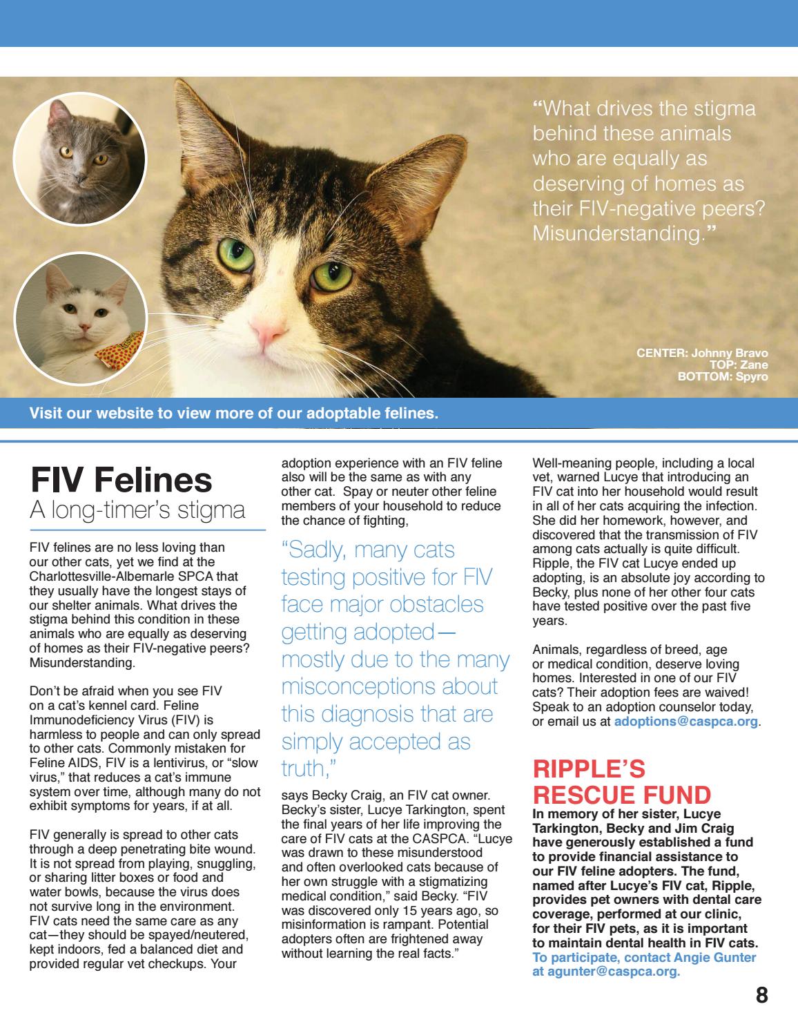 fiv cat adoption