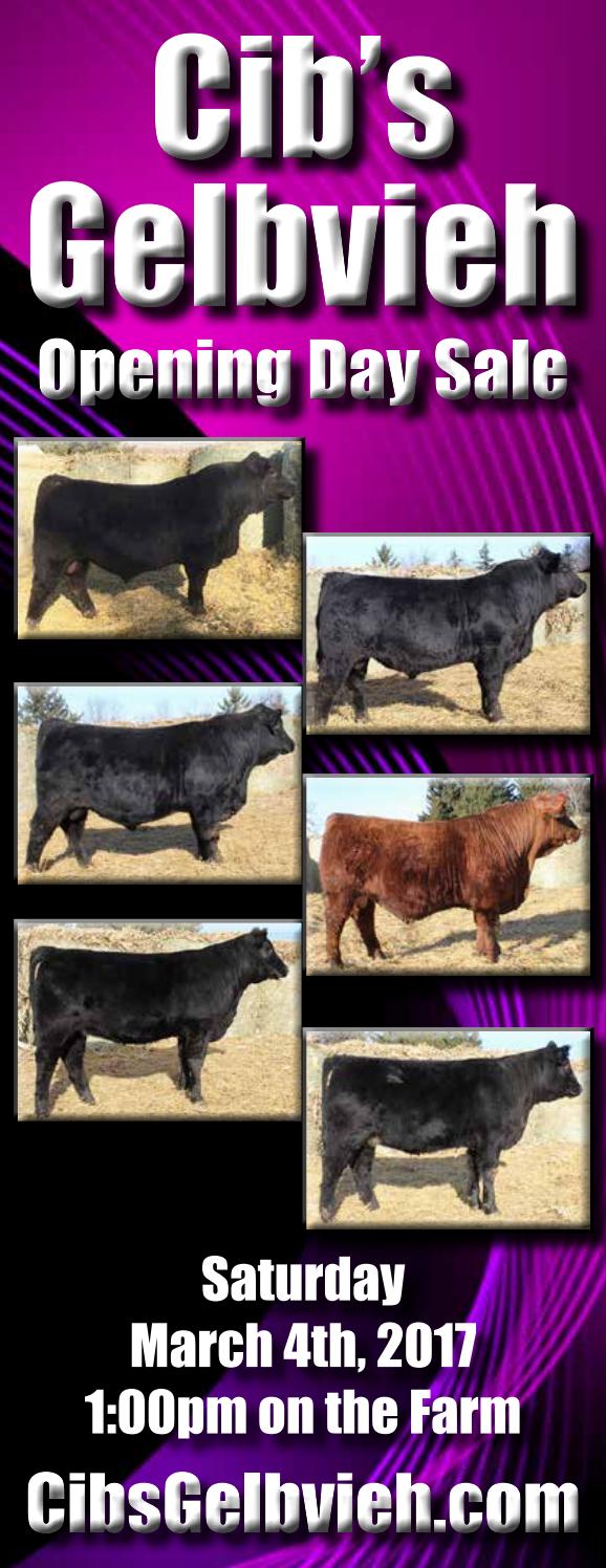 Cib's Gelbvieh Opening Day Sale by American Gelbvieh Association Issuu