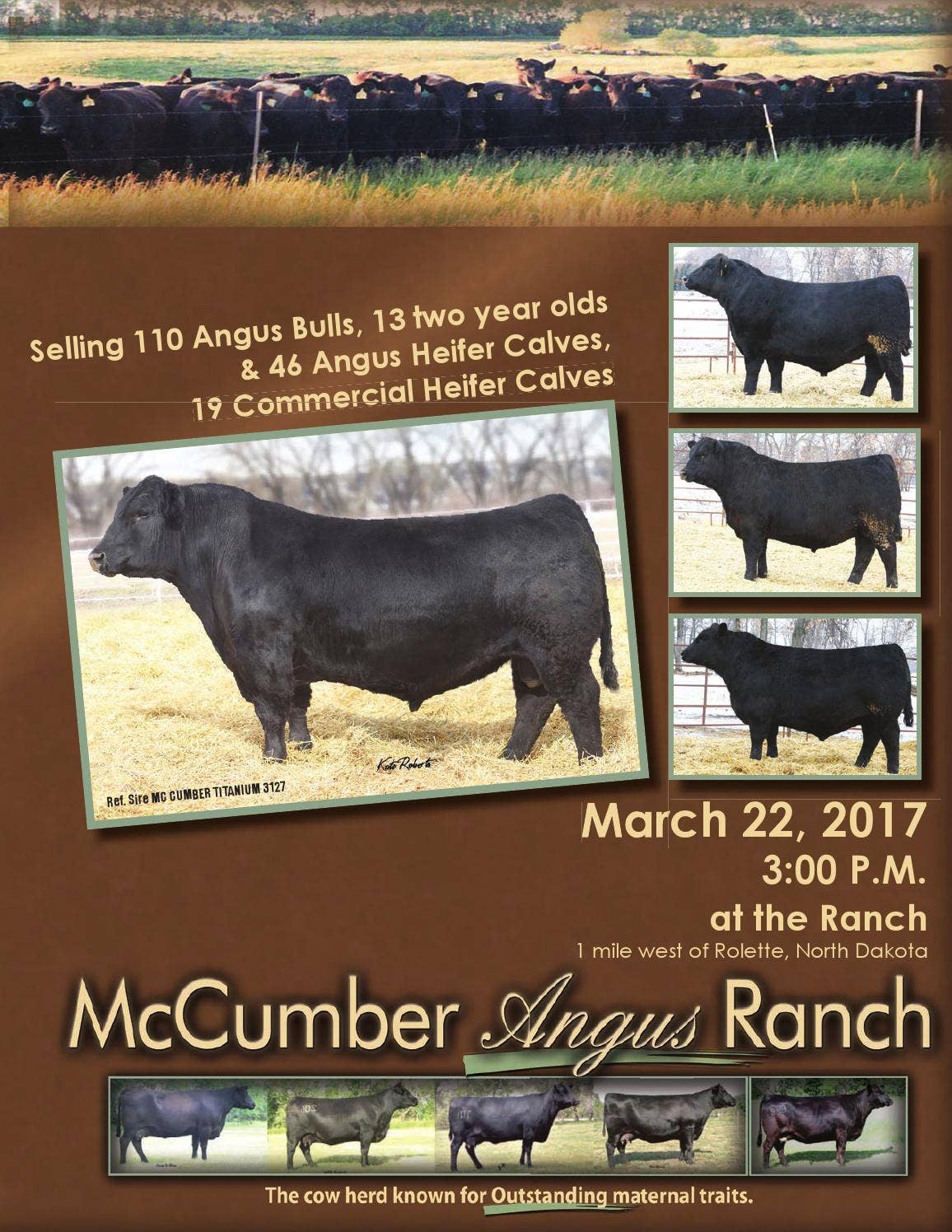 Mccumber Angus Ranch McCumber Angus Ranch 2017 Bull Sale by LivestockDirect - Issuu