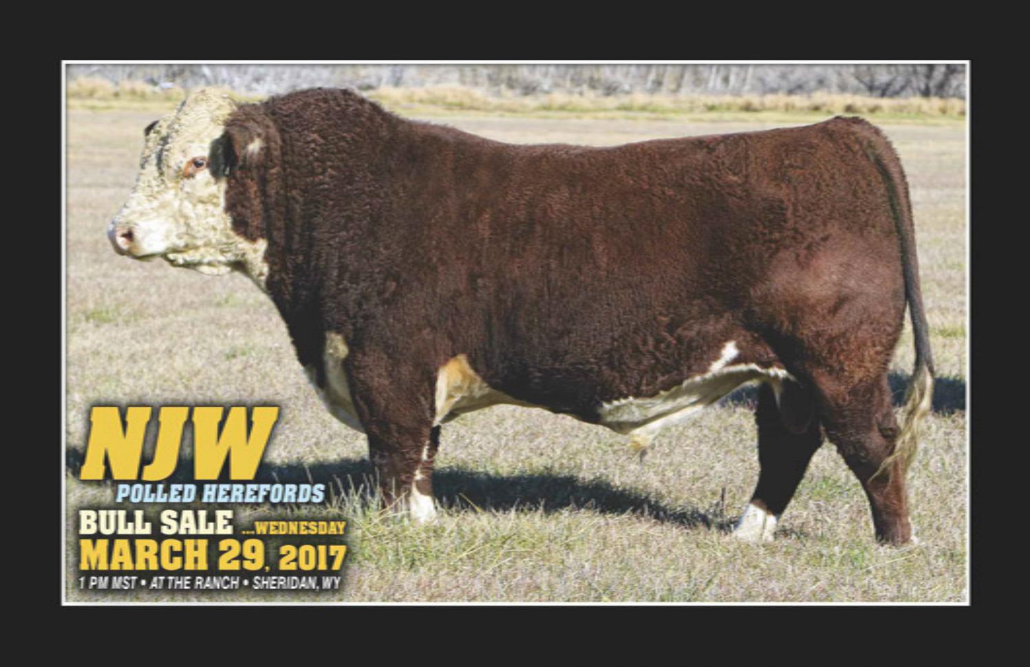 NJW Polled Herefords Bull Sale by American Hereford Association Issuu