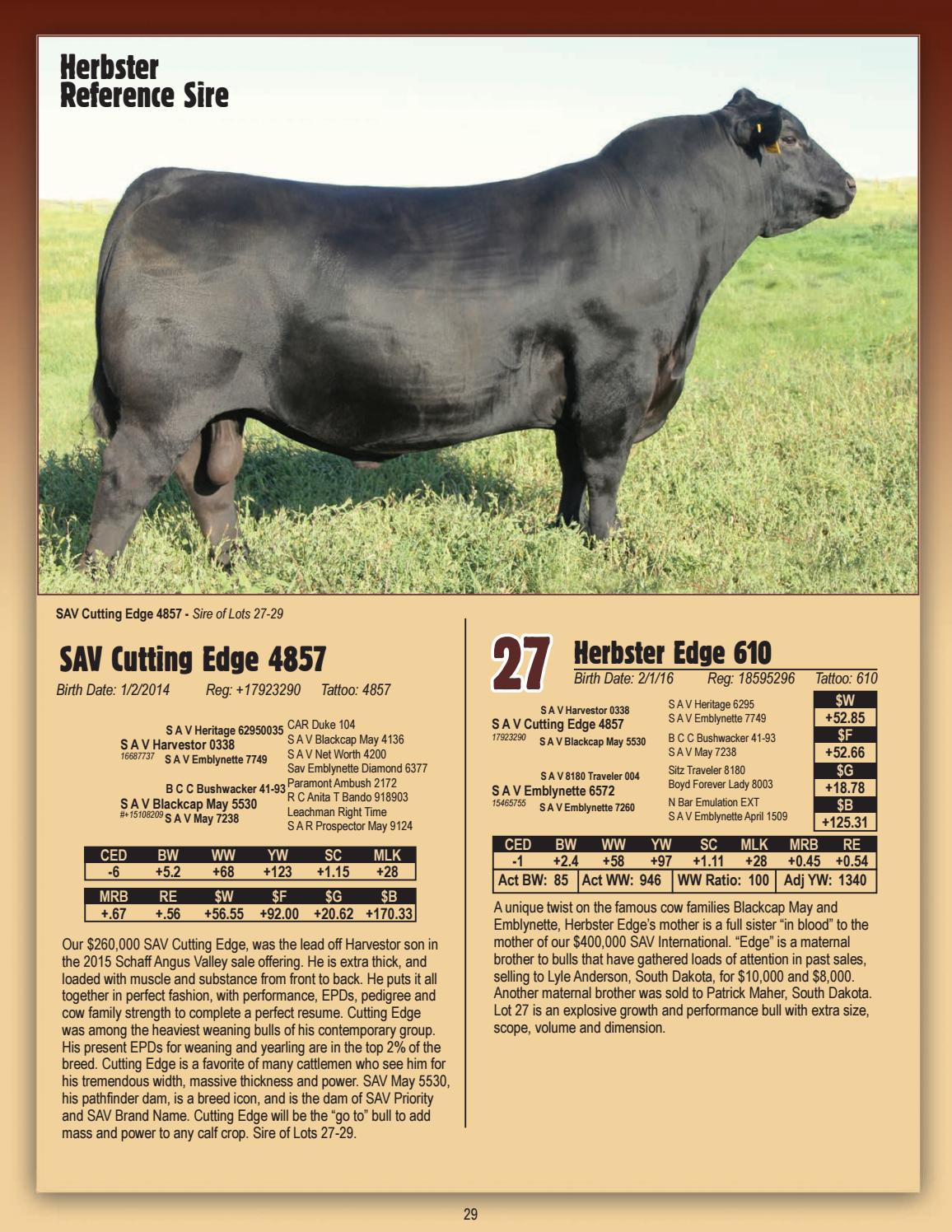Herbster Angus Farms 2017 Bull Sale Catalog by LivestockDirect Issuu