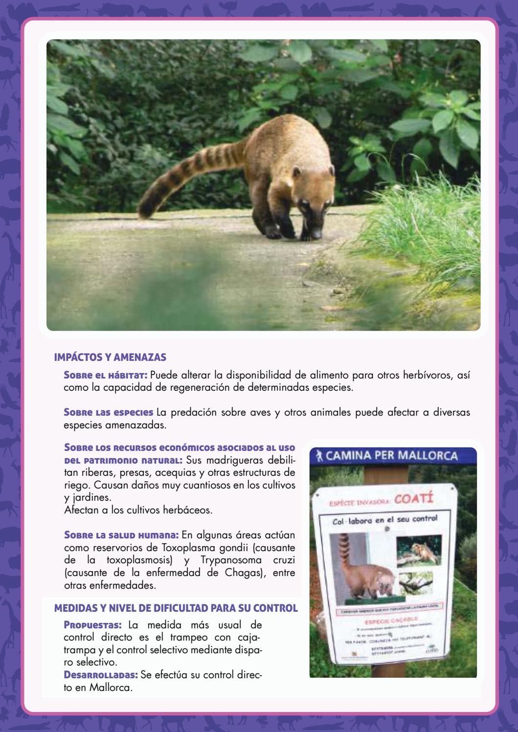 especie gondii especie gondii