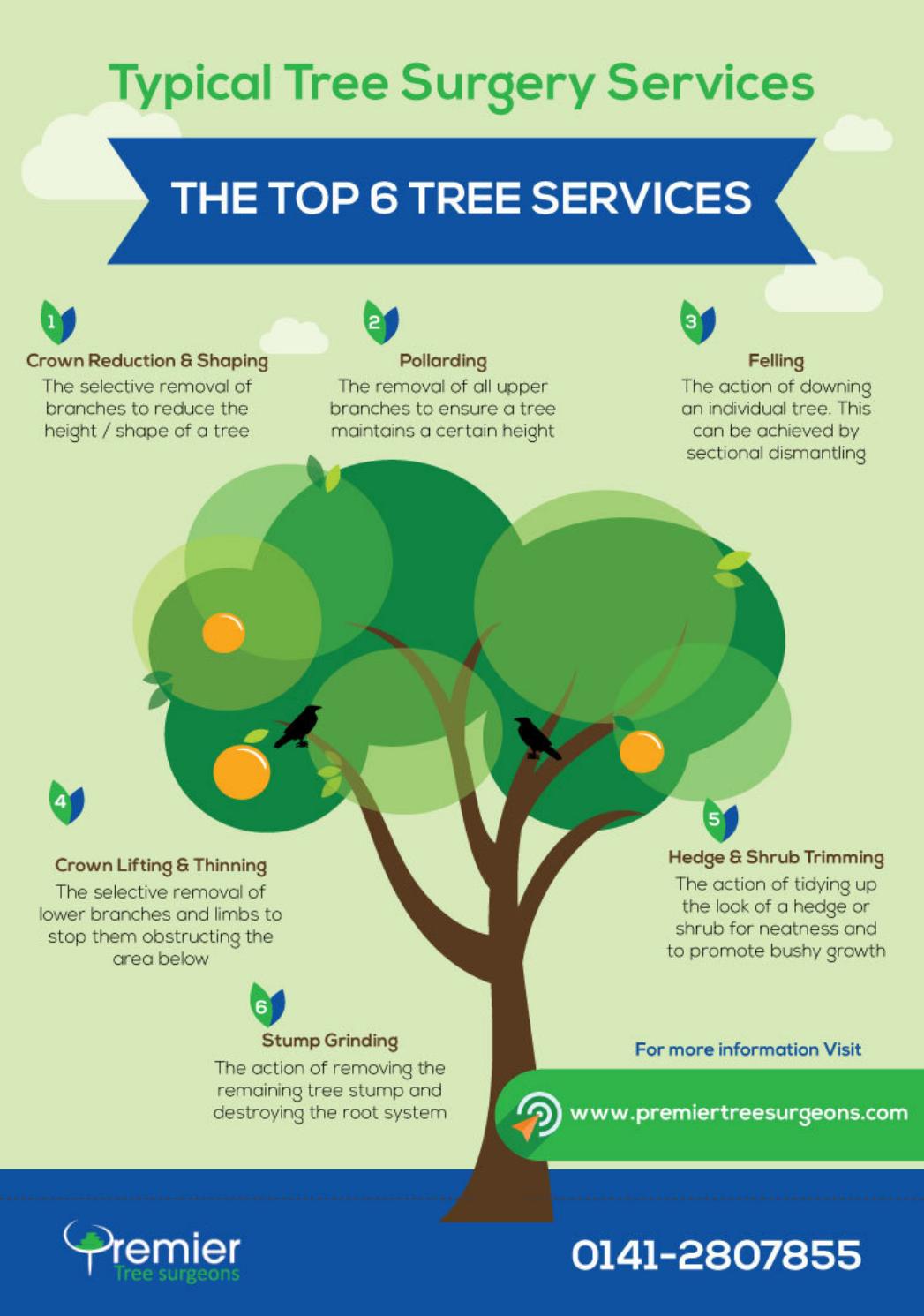 Infographic for most popular tree surgeon services by Amelia Kelly Issuu