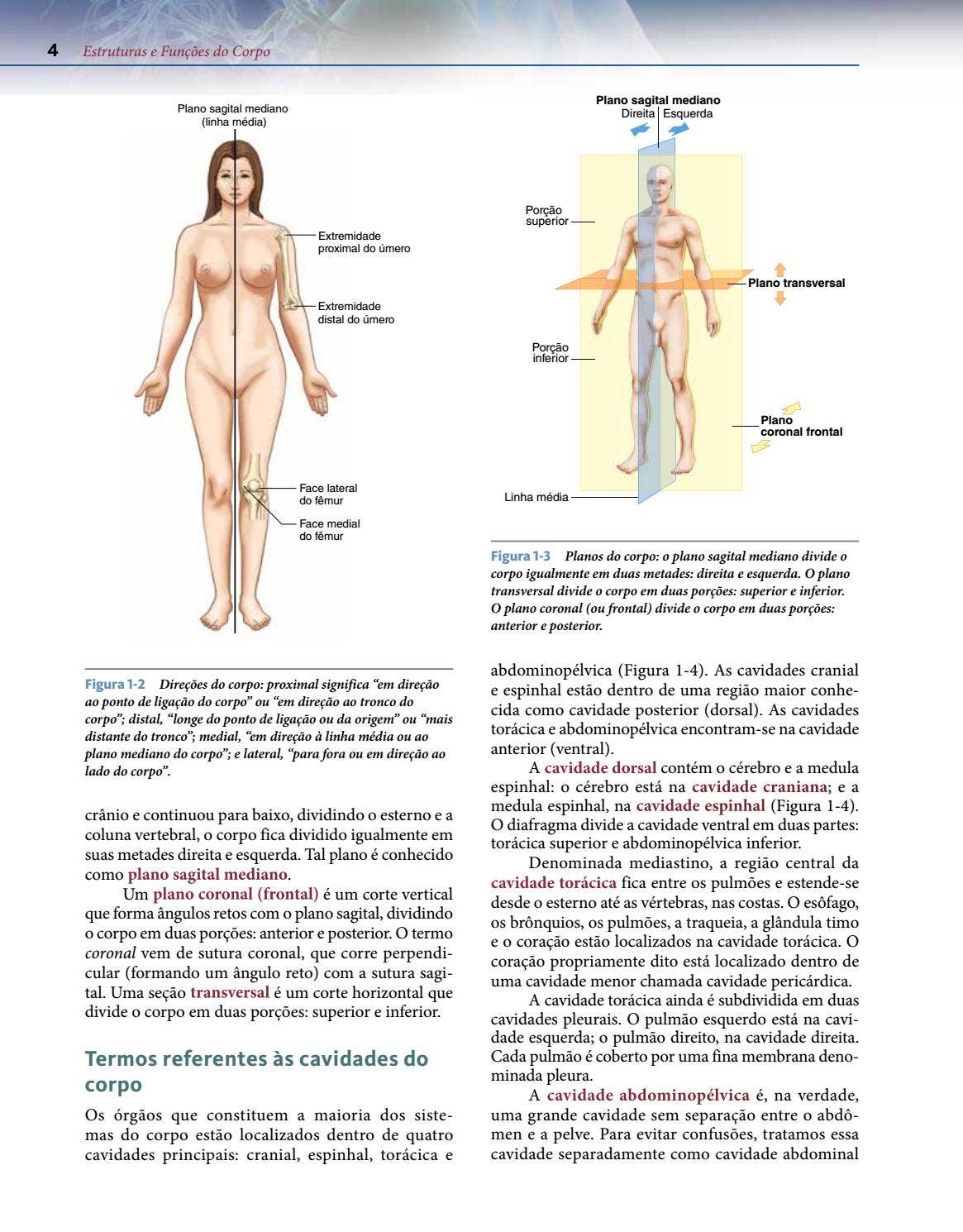 Estruturas e Funções do Corpo by Cengage Brasil - Issuu, image size:1165x1490