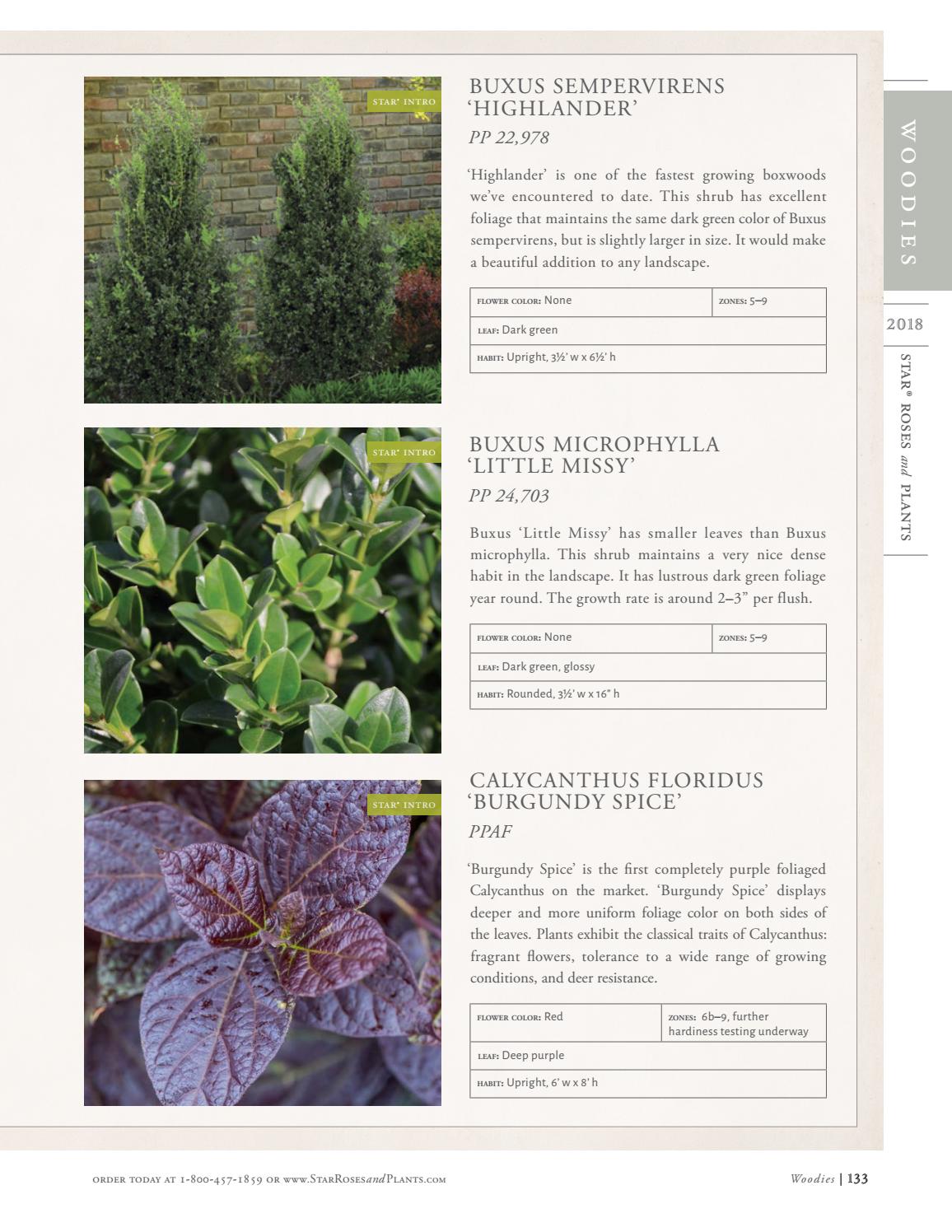 2018 Star Roses And Plants Catalog By Star Roses And Plants Issuu