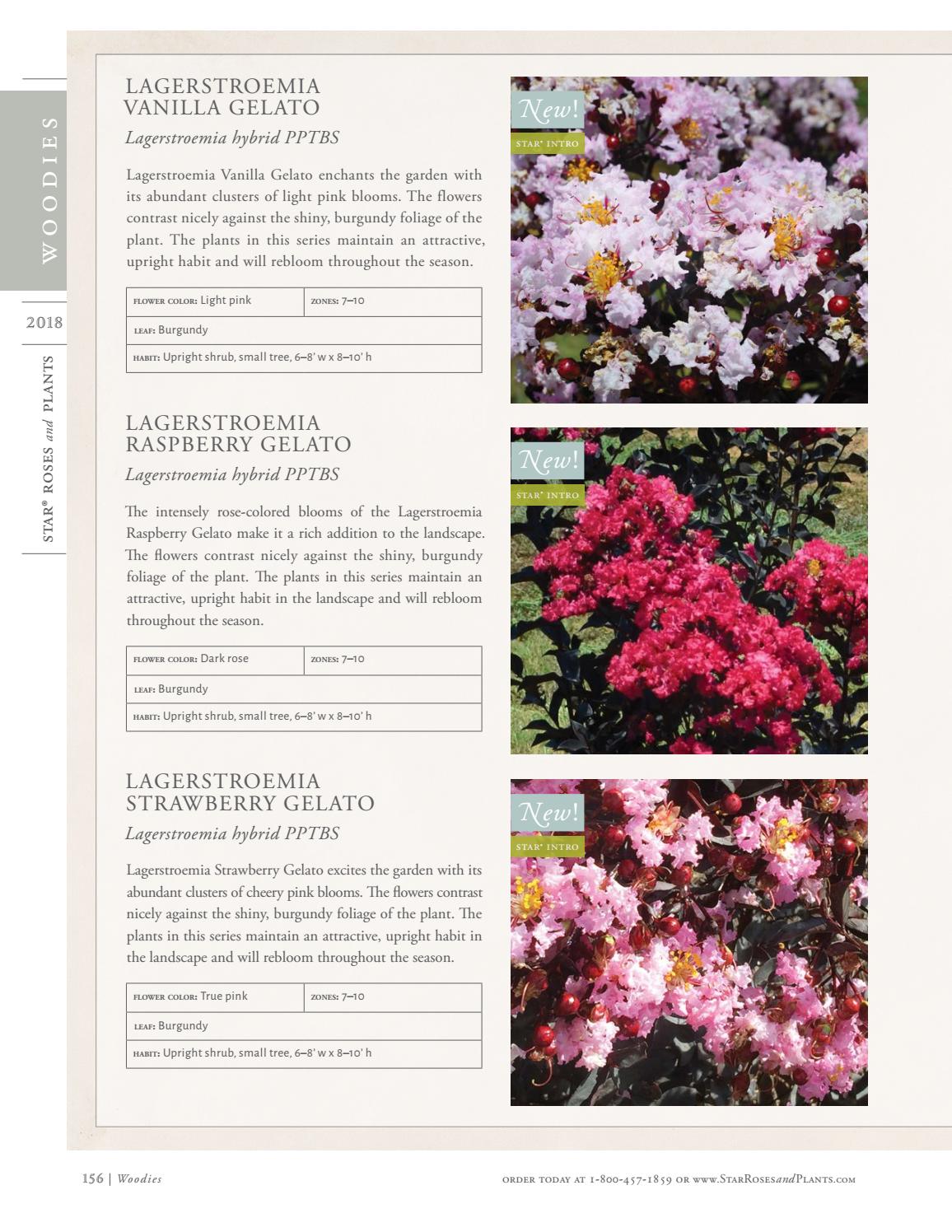 2018 Star® Roses and Plants Catalog by Star® Roses and Plants Issuu