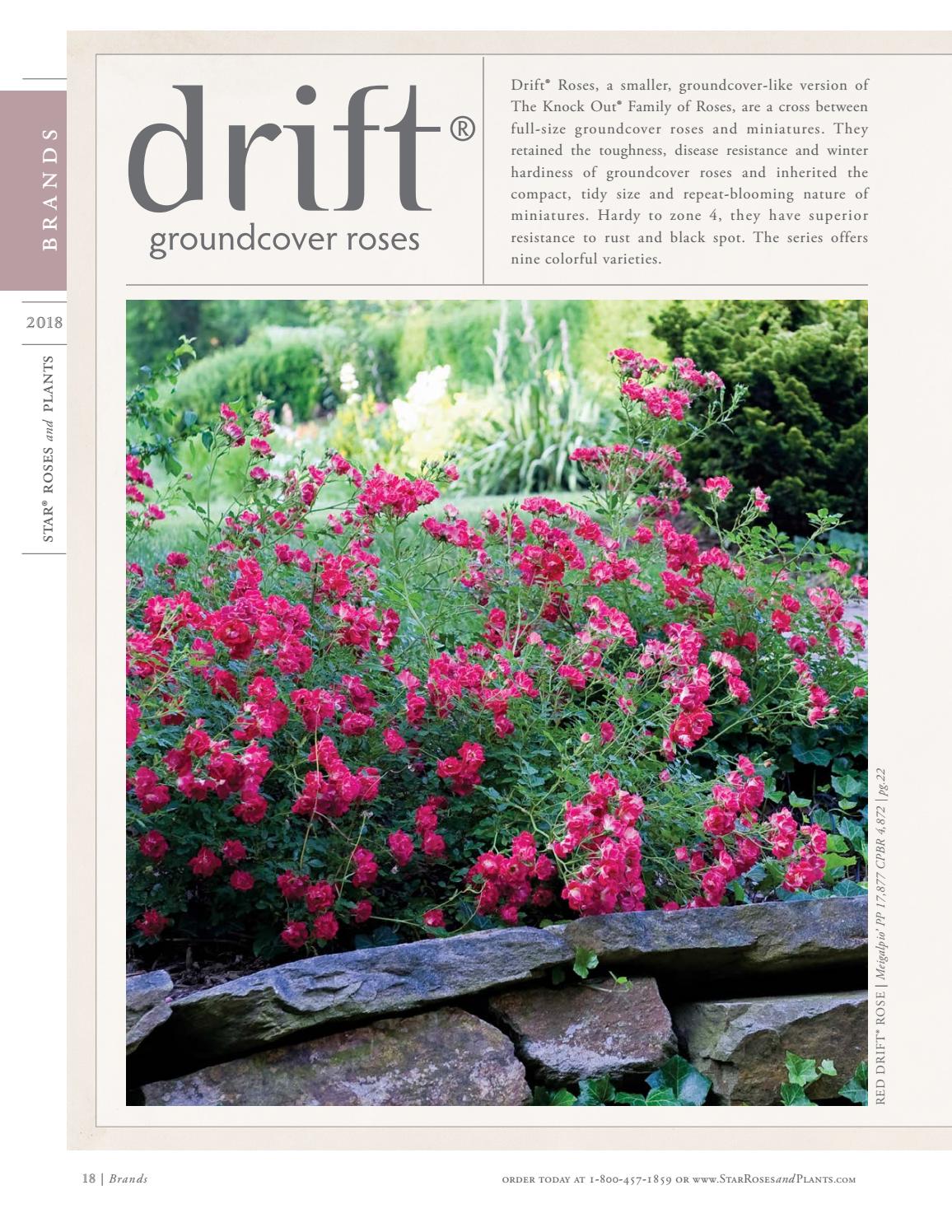 2018 Star® Roses and Plants Catalog by Star® Roses and Plants Issuu