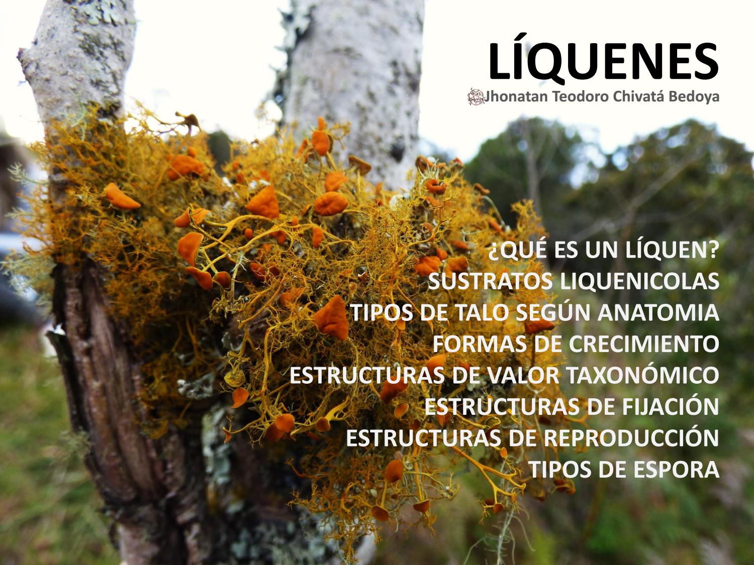 Liquenes morfología ecología. Bogotá 2015 by Teodoro Chivatá Bedoya - Issuu