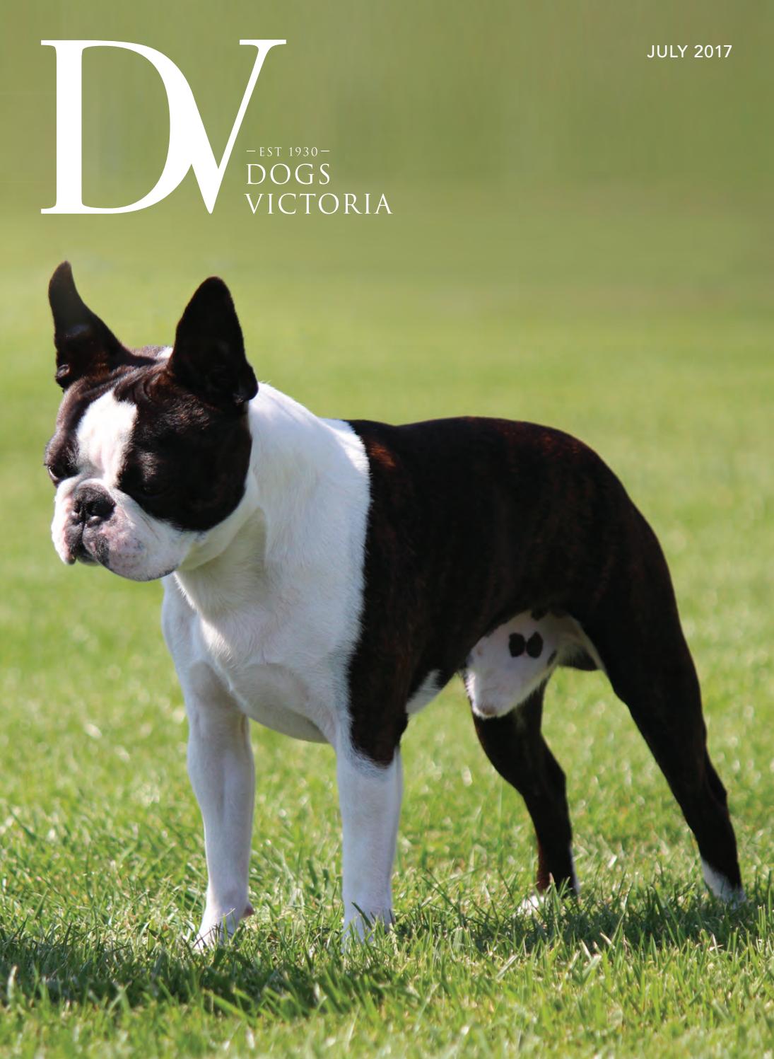 Dogs Victoria Magazine - July 2017 by Dogs Victoria - Issuu