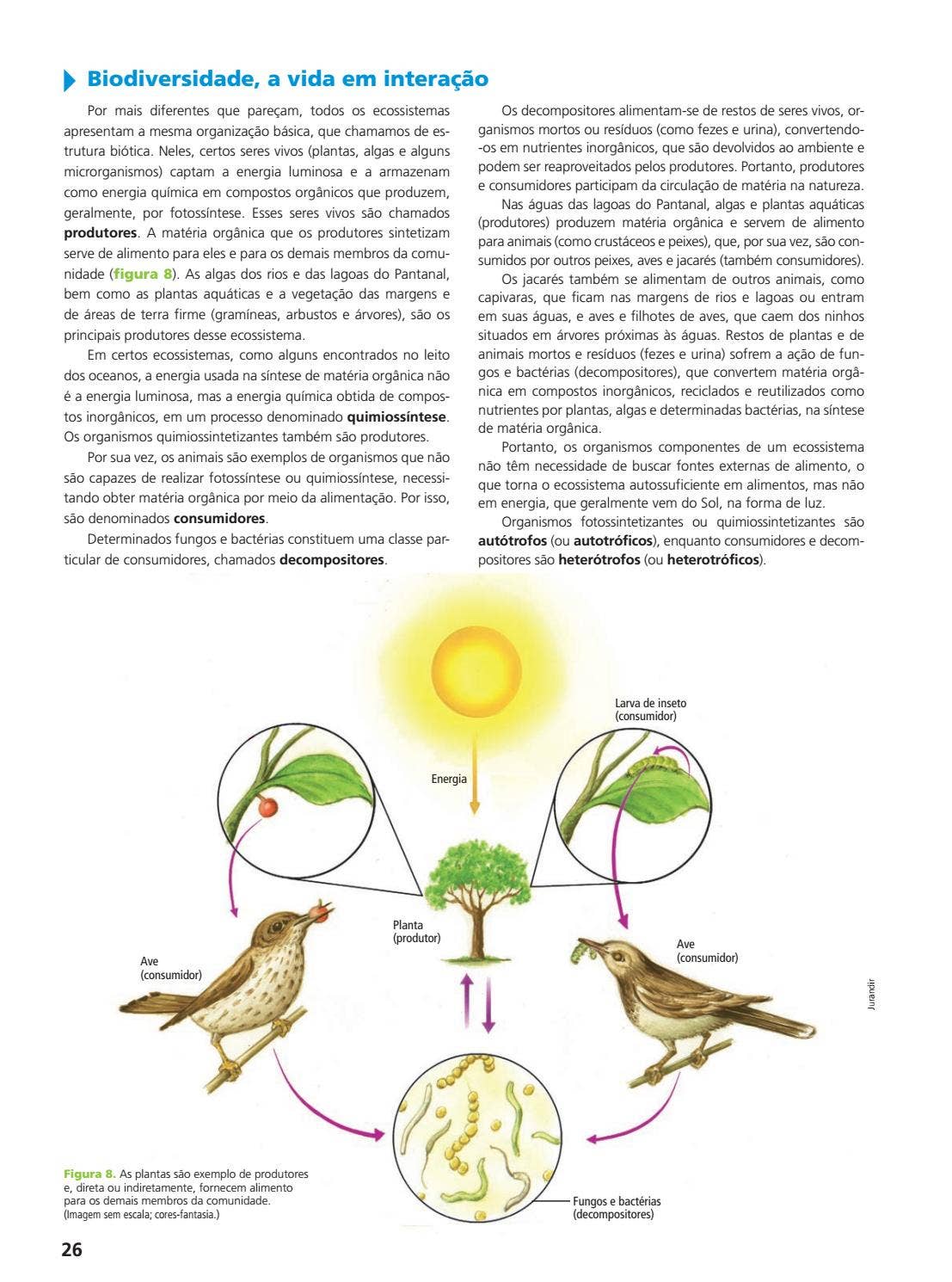 Cadeia Alimentar: Aprenda Rápido em 2 Minutos, image size:1107x1490