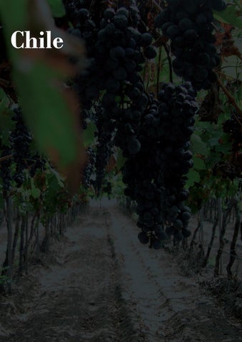 灯饰目录 carvalho Vino 第 16 页