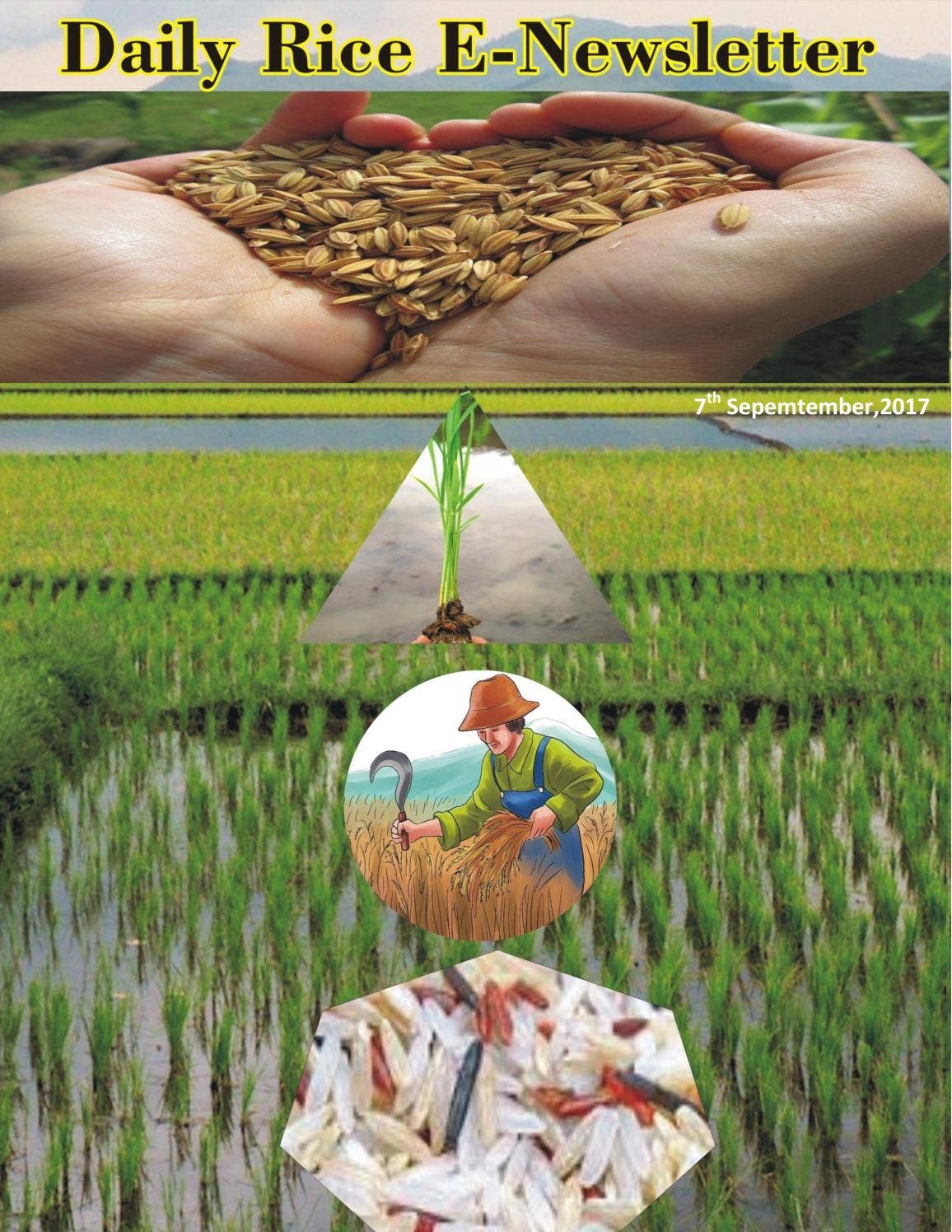 Blog Promoting Rice 7th september,2017 daily global,regional and local rice e newsletter by ...