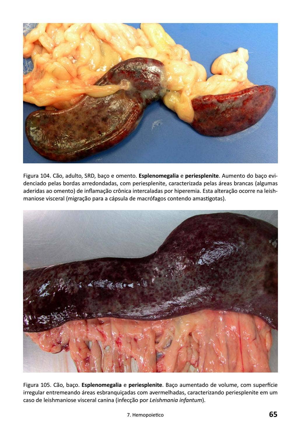 Cadernos Técnicos de Veterinária e Zootecnia - nº 85 - Atlas de patologia  macroscópica cães e gatos by Escola de Veterinária da UFMG - Issuu