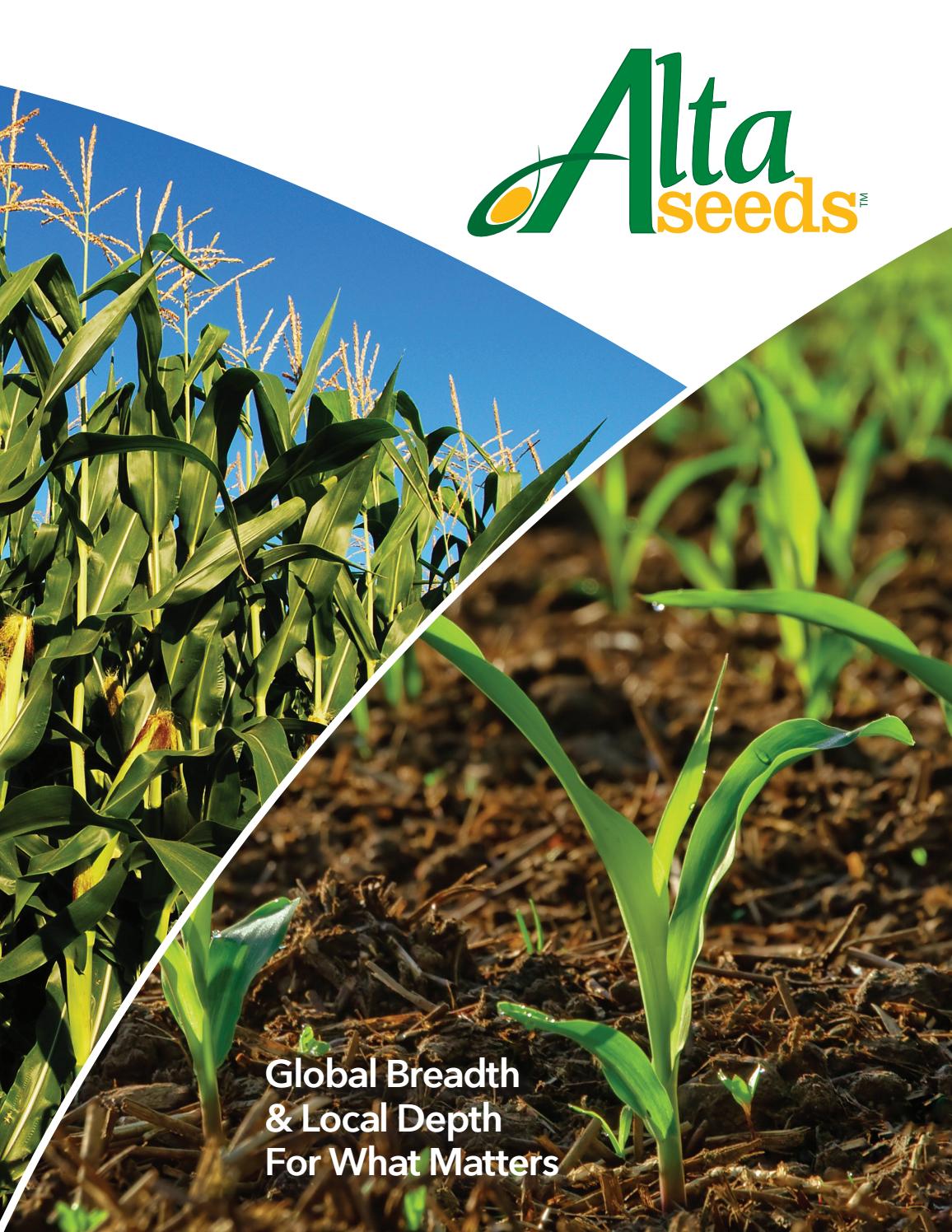 Alta Seeds Corn Hybrid Guide by The Duff Company Issuu