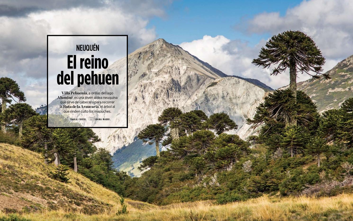 El reino del pehuén by Pablo Corso - Issuu