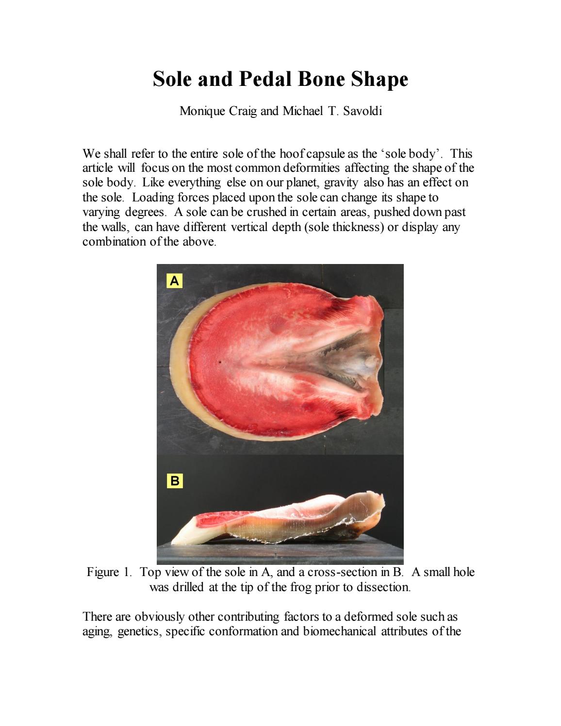 Sole and Pedal Bone Shape by EponaMind Issuu