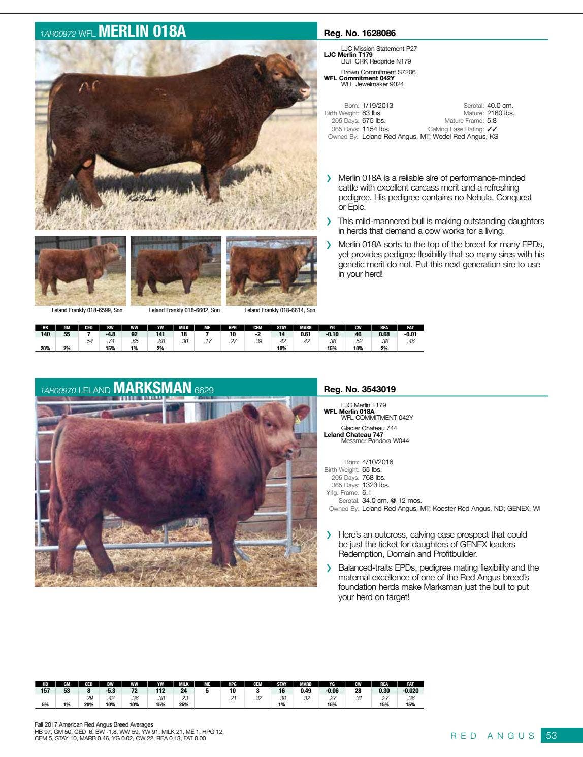 GENEX Beef Management Guide by GENEX Issuu
