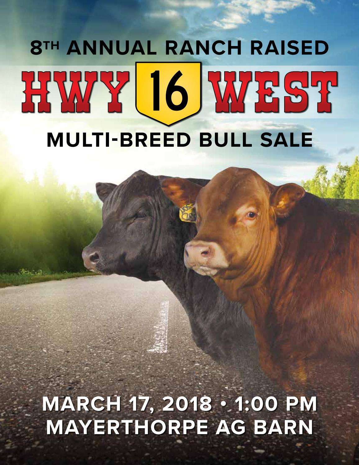 Hwy 16 West Multi Breed Bull Sale By Connie Bablitz Graphic Design