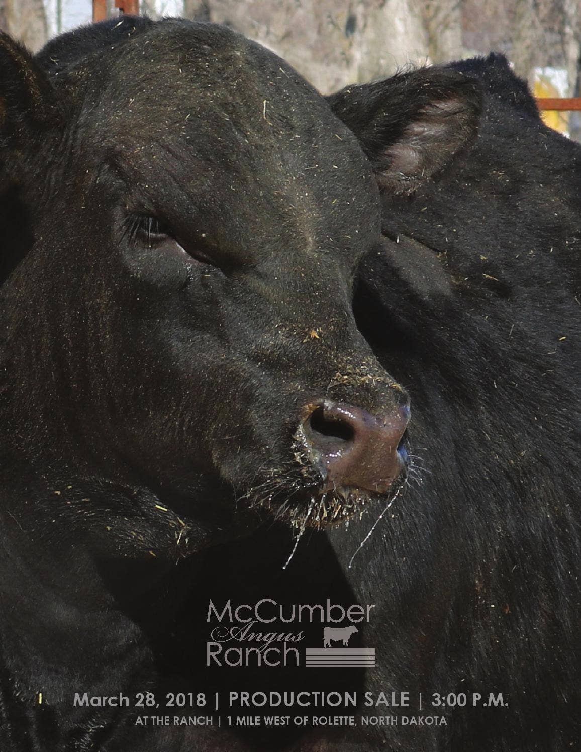 Mccumber Angus Ranch McCumber Angus Ranch - 2018 Bull Sale Catalog by LivestockDirect - Issuu