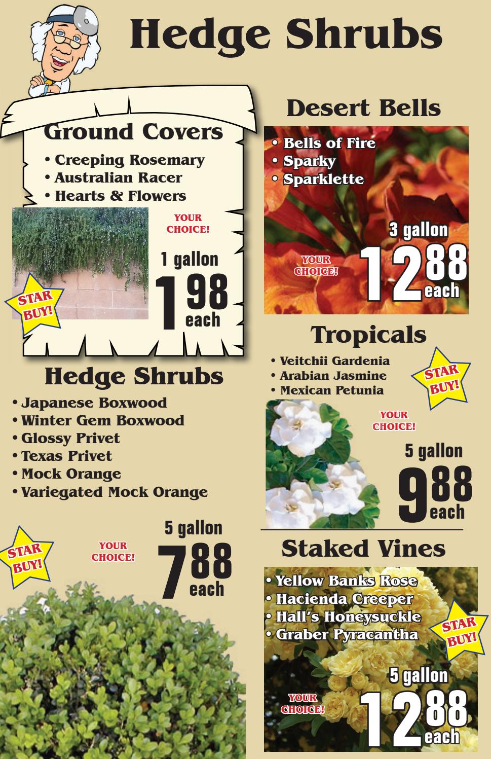 Star Nursery's 35th Birthday Sale Kingman by Star Nursery Issuu