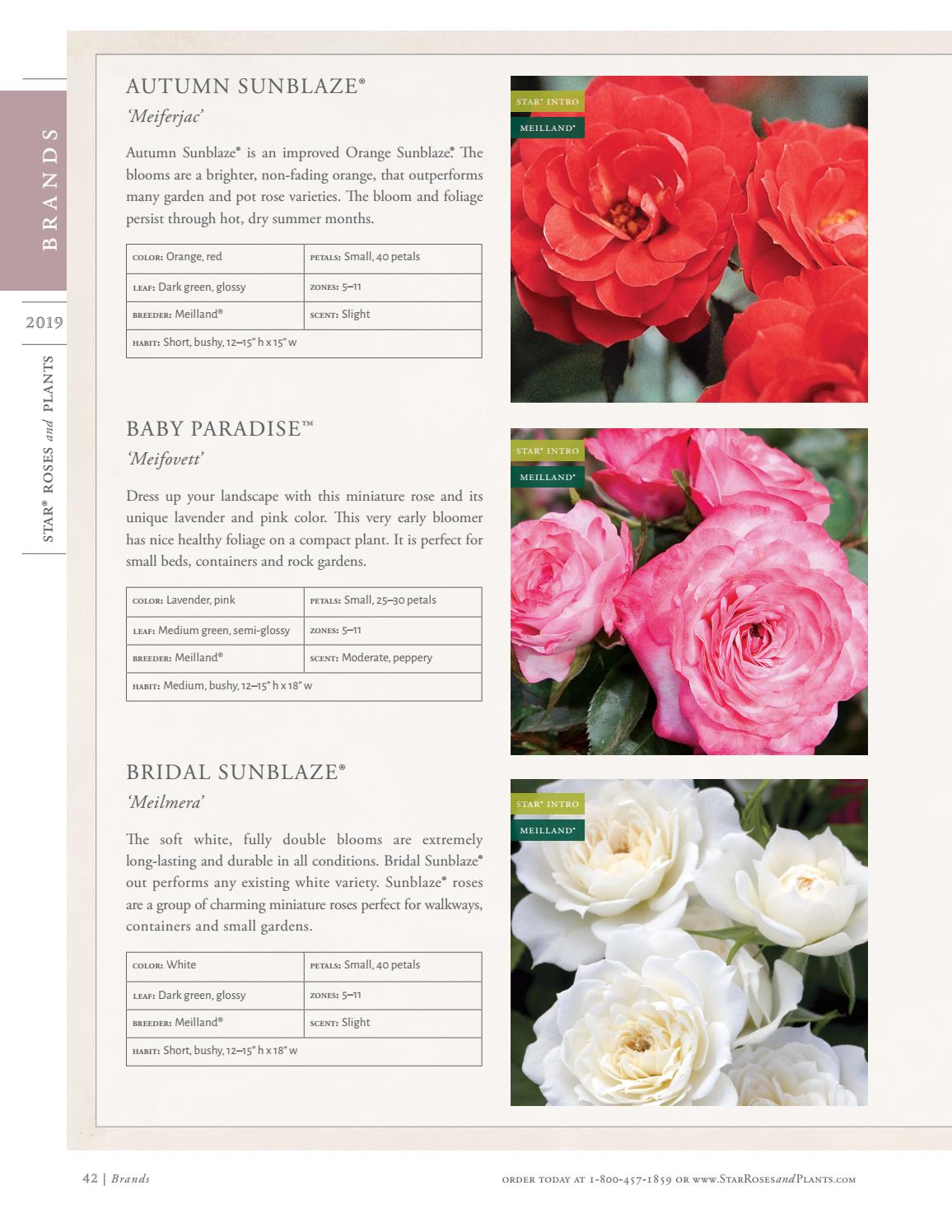 2019 Star® Roses and Plants Catalog by Star® Roses and Plants Issuu