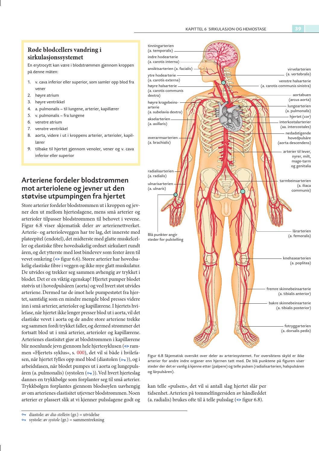 PPT - Anatomi, fysiologi og biokjemi PowerPoint Presentation, free download  - ID:2151872, image size:1058x1497
