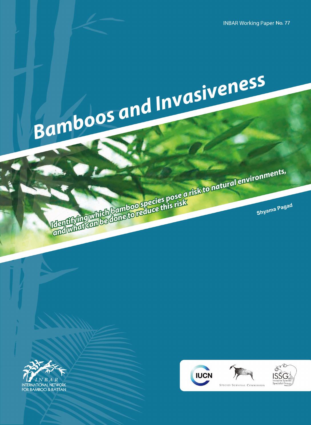 Fresh Giant Japanese Timber Bamboo Seeds Phyllostachys Bambusoids Active 50