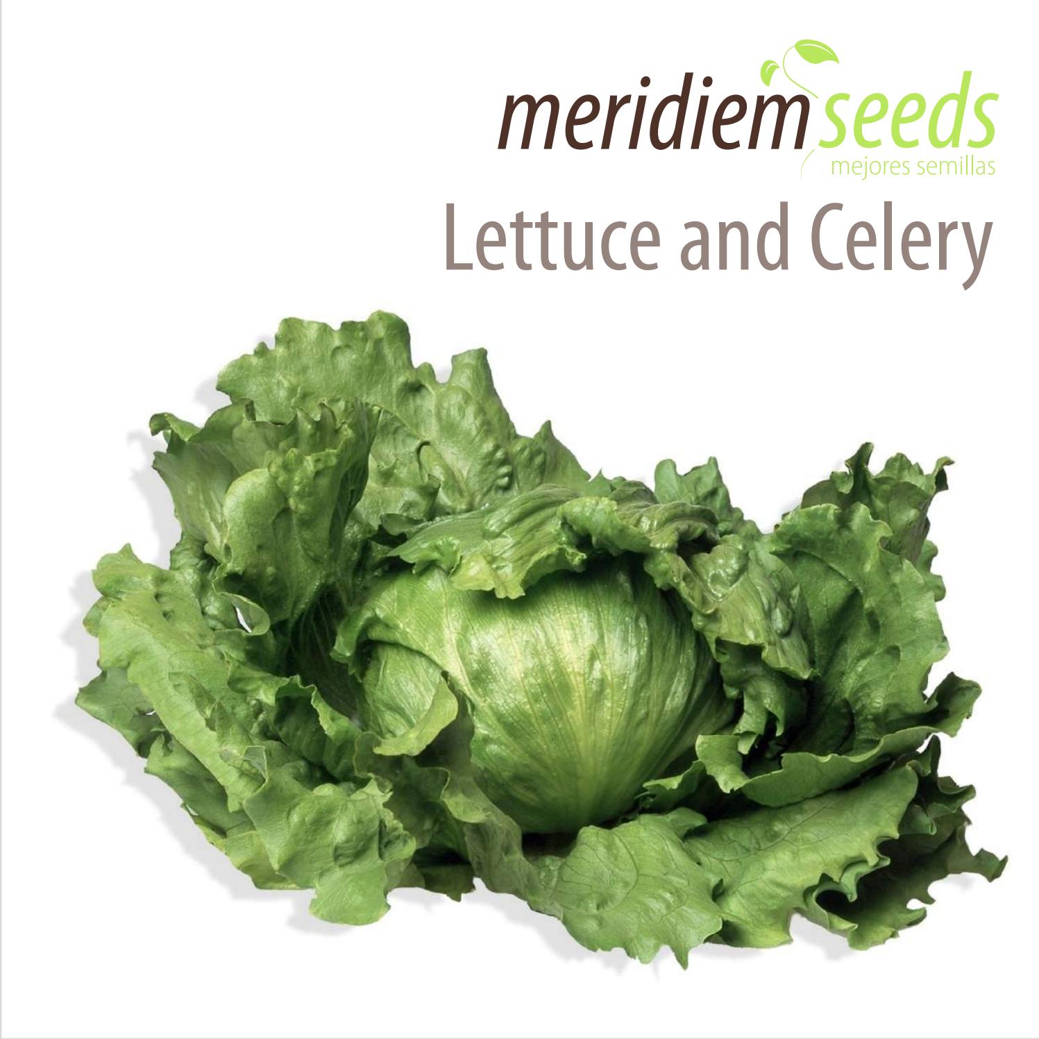 Lettuce and celery catalog by Meridiem Seeds Issuu