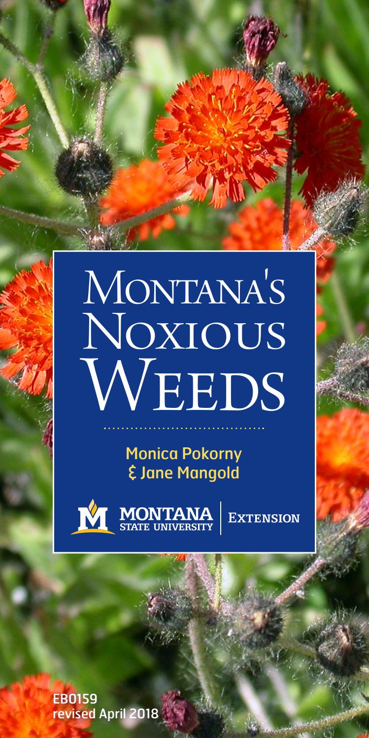 montana-weeds-identification