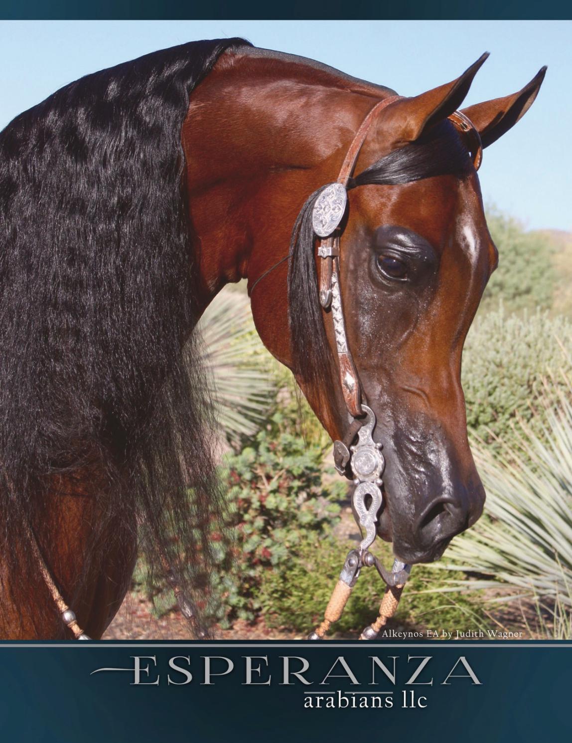 Esperanza Arabians by Arabian Horse World Issuu