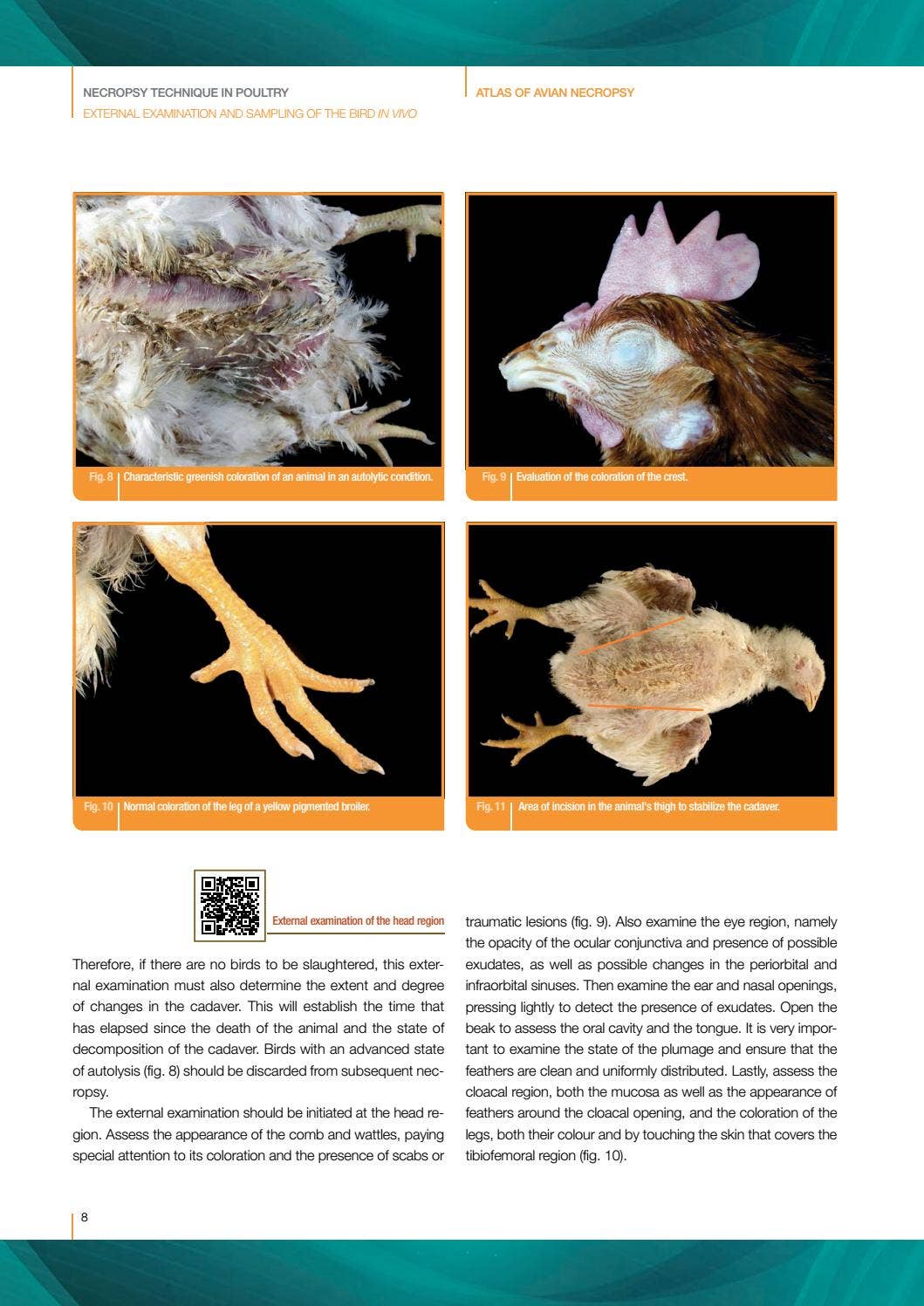 Atlas of Avian Necropsy. Macroscopic Diagnosis Sampling. Updated ...