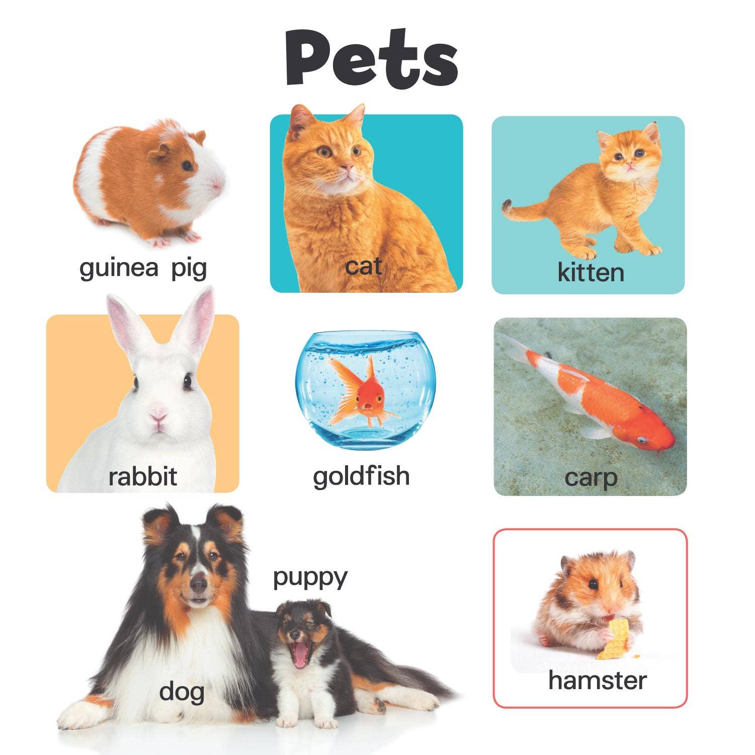 View of 100 First Animals Board Book by MIS Publishing - Issuu