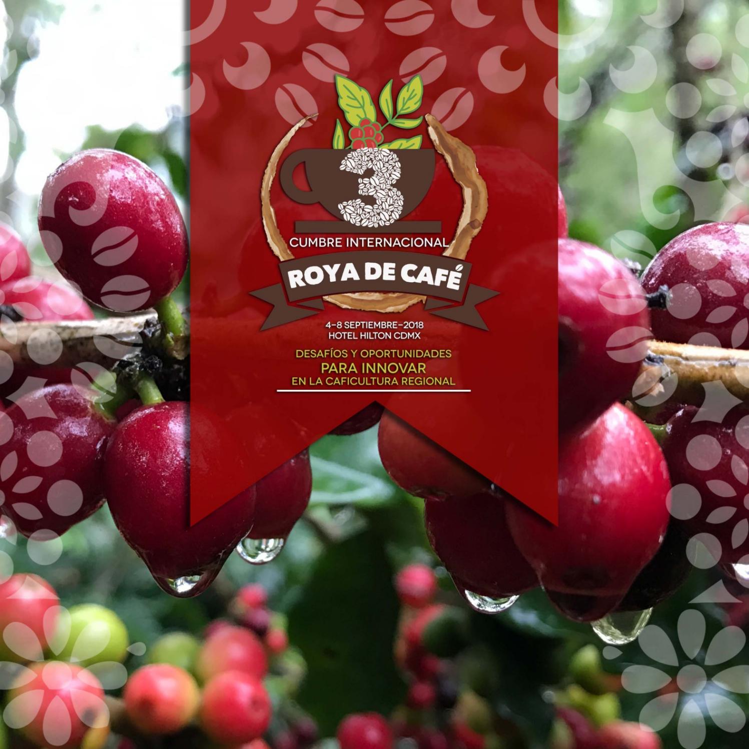 brochure roya 13 agosto 18 by GrupoIdea - Issuu