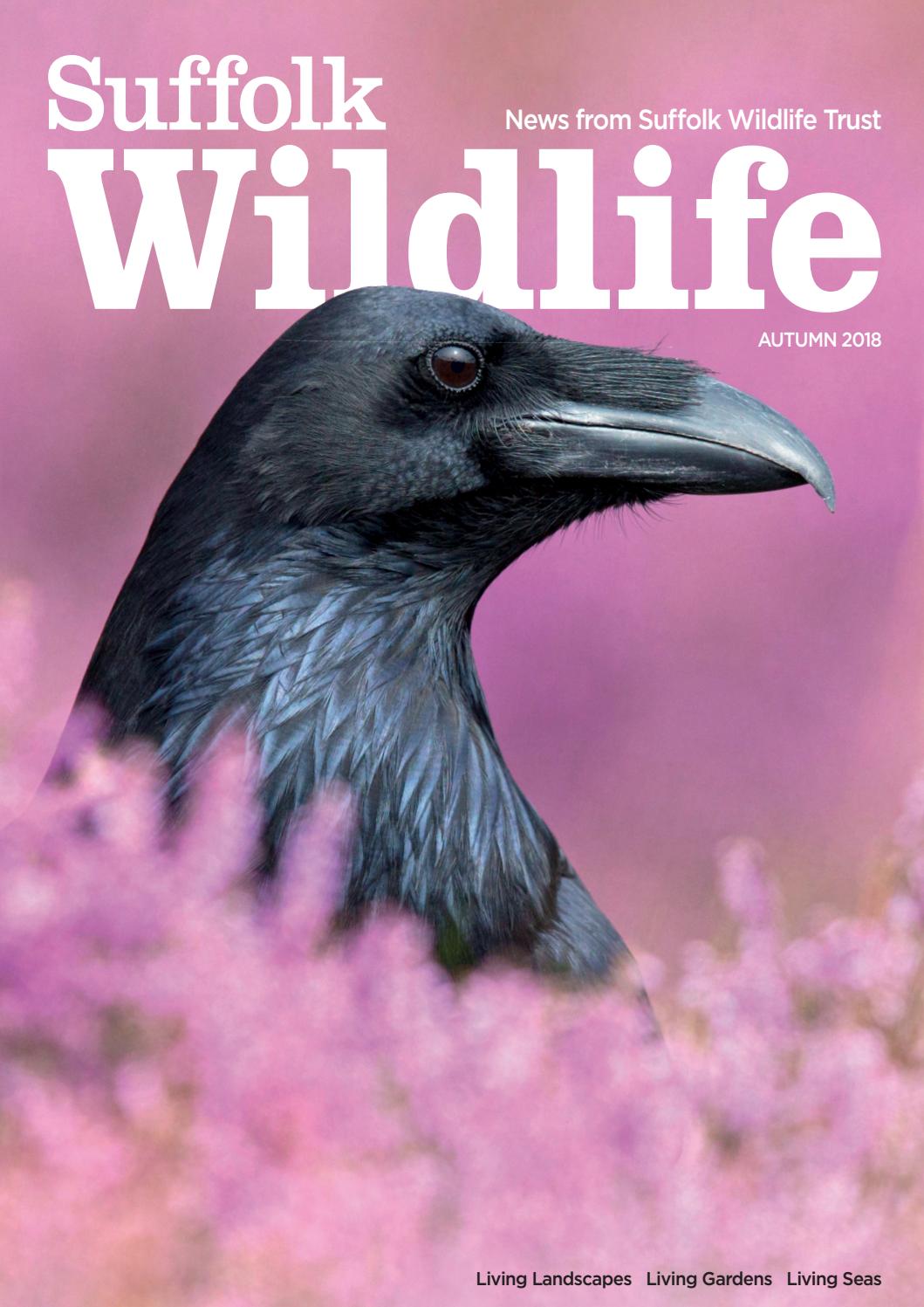 Suffolk Wildlife Autumn 2018 By Suffolk Wildlife Trust Issuu