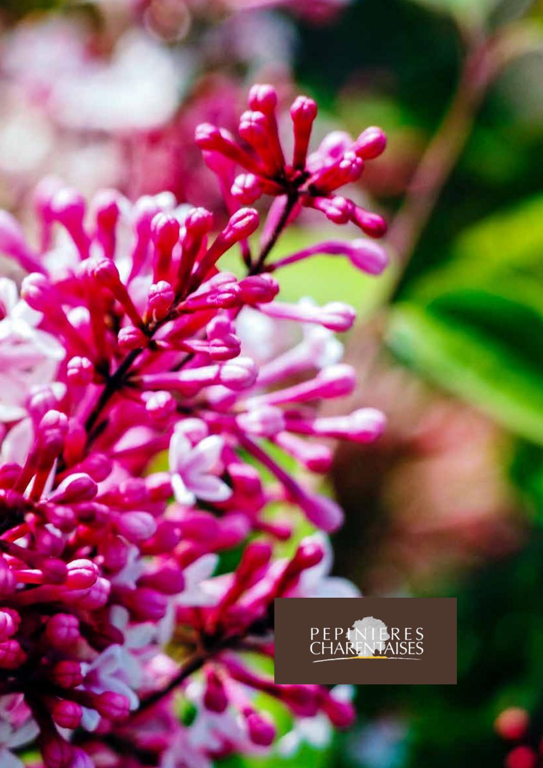 Viburnum tinus-magnifique bleu petits fruits et fleurs blanches 25 graines