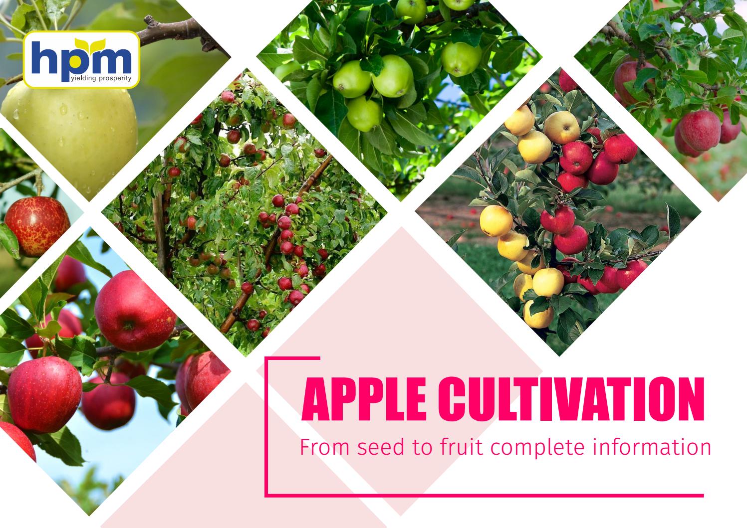 Apple Cultivation Guide by wearehpmindia Issuu