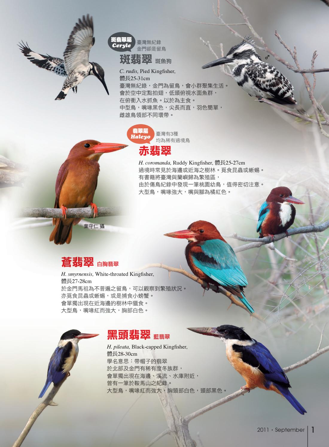 冠羽211期 Vebuka Com