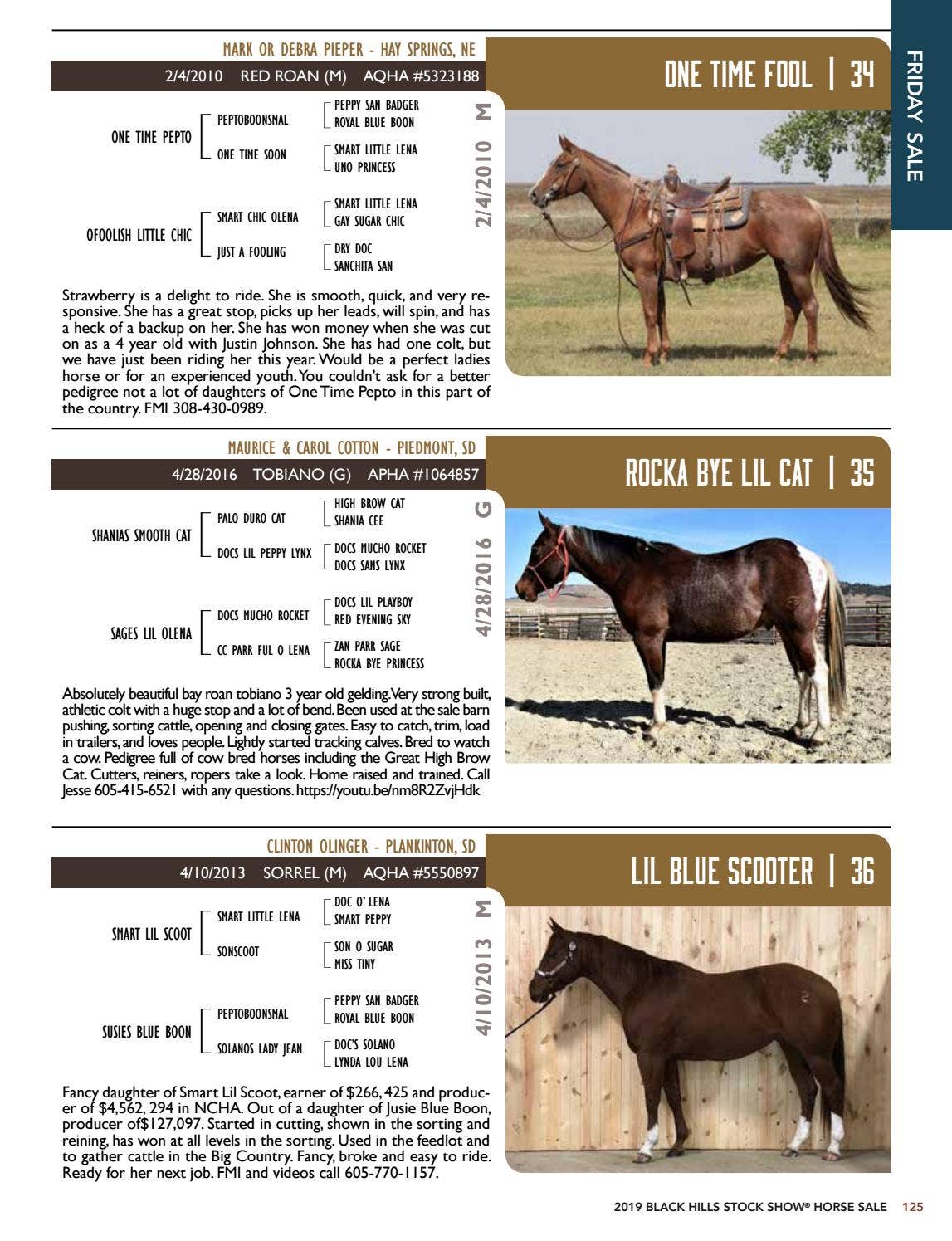 Stallion Showcase & Black Hills Stock Show Horse Sale Catalog by Tri-State  Livestock News - Farmer & Rancher Exchange - Issuu