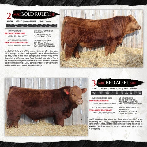 Simmental Bull Bold Ruler