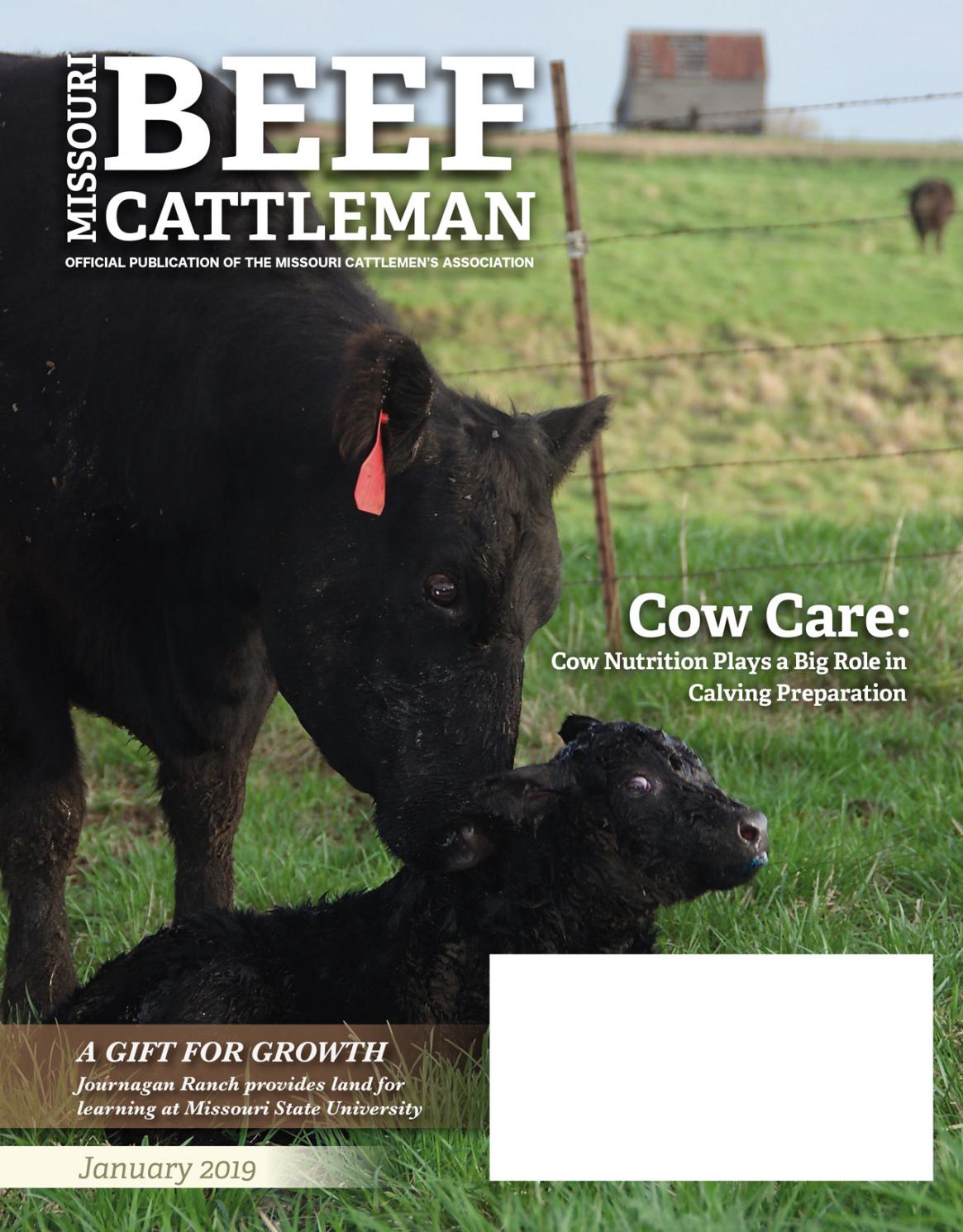 January 2019 Missouri Beef Cattleman By Coby Wilson Issuu