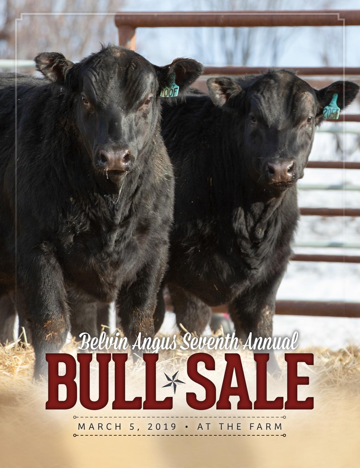 2019 Belvin Angus Bull Sale by Catalogs by Top Stock Issuu