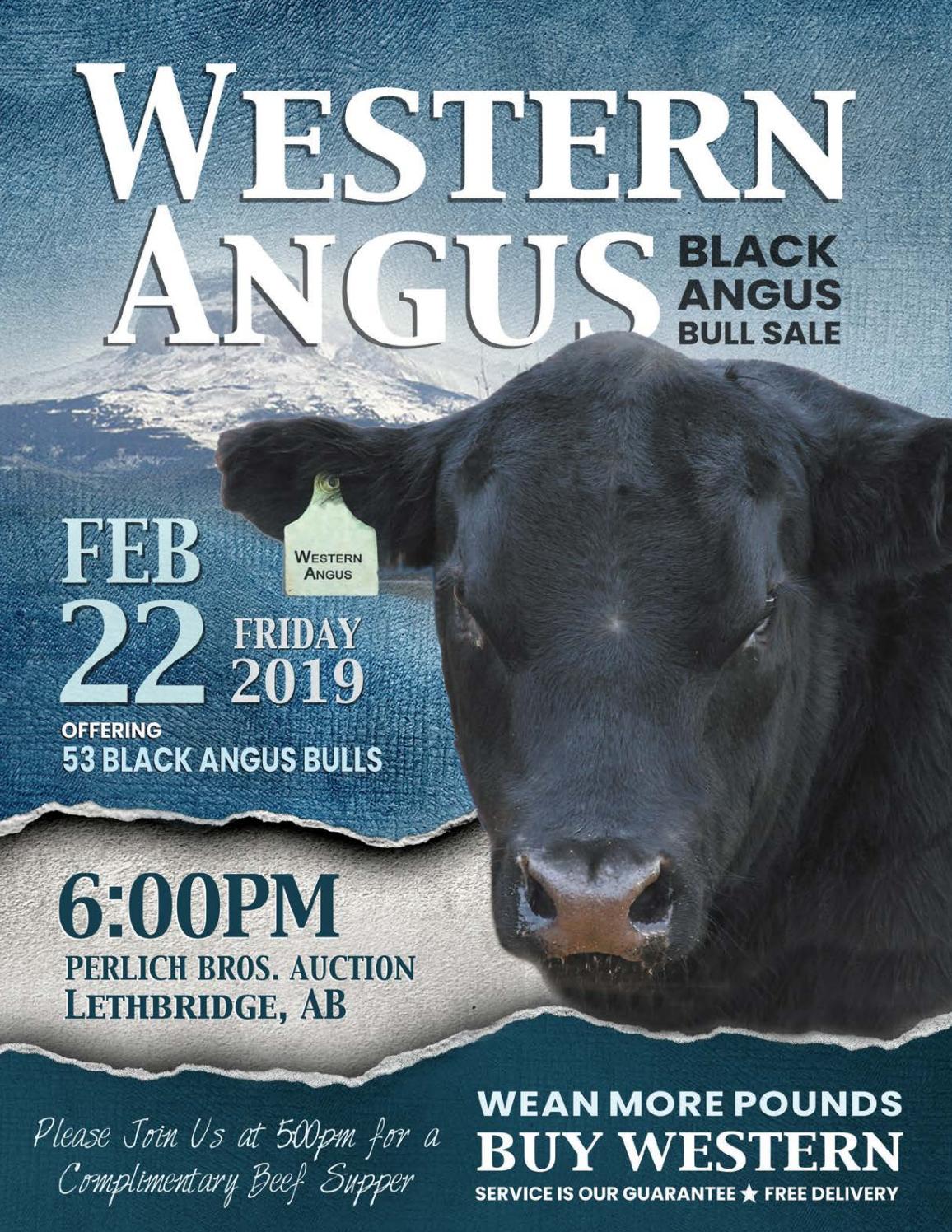 Western Angus Black Angus Bull Sale 2019 by Coyote Publishing Ltd. Issuu