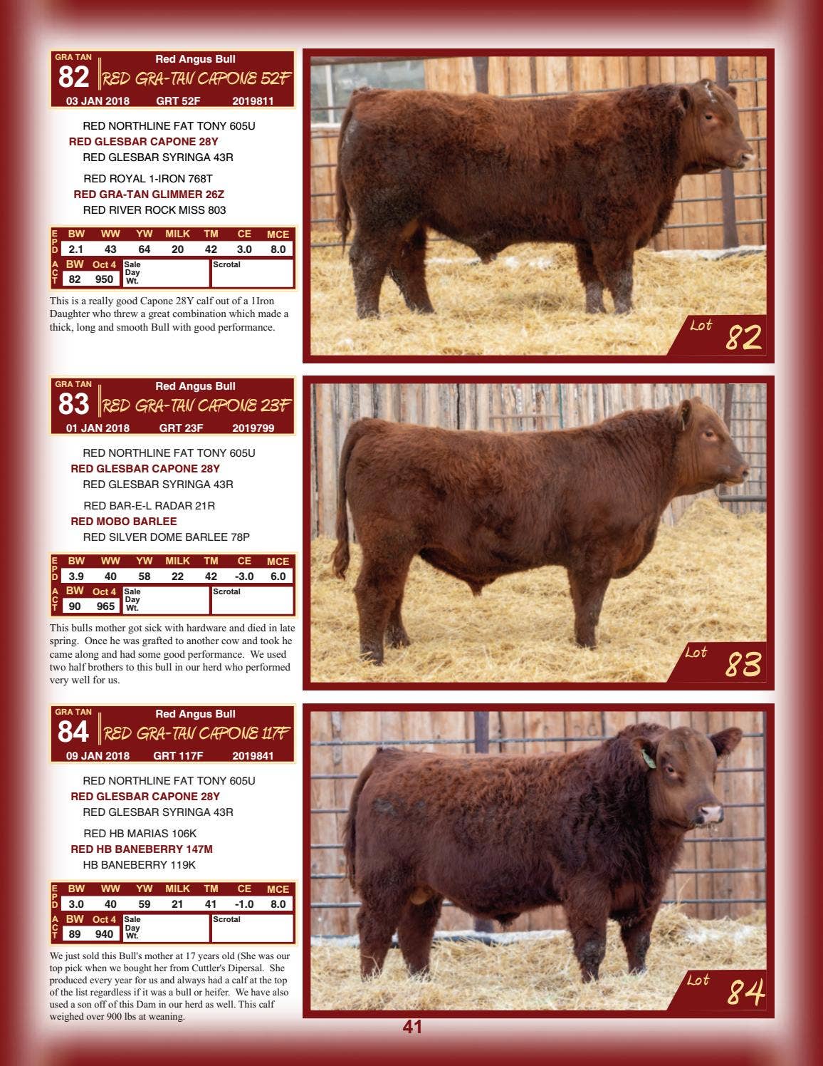 Chittick Reed Chittick Family Bull Sale 2019 by DLMS-Cattlevids.ca - Issuu