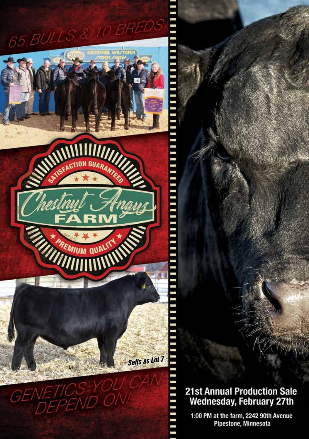 2019 Chestnut Angus Farm Catalog by Eberspacher Enterprises Issuu