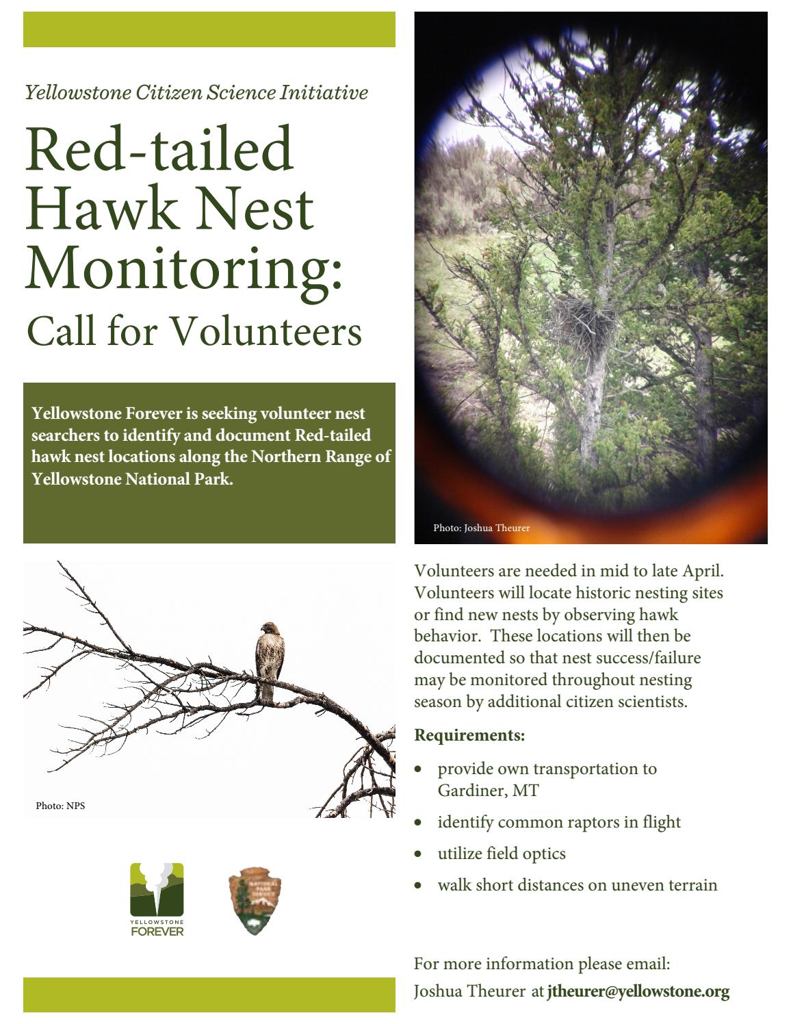 Redtailed Hawk Nest Monitoring by Yellowstone Forever Issuu