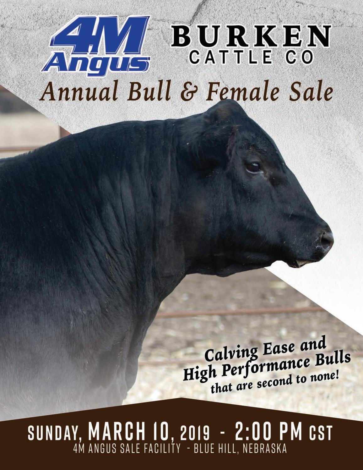 4M Angus and Burken Cattle Co 2019 Bull Sale Catalog by