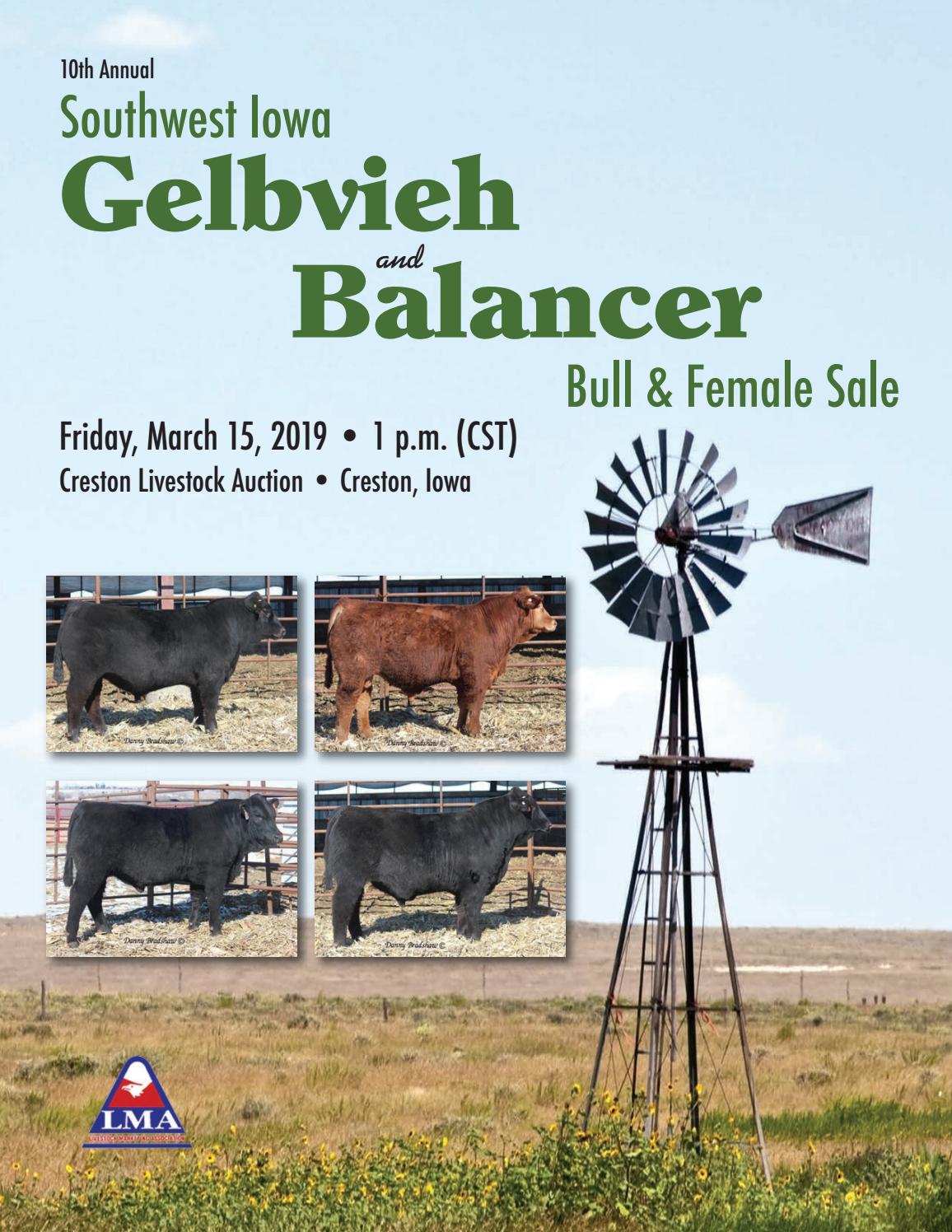 SouthWest Iowa Gelbvieh 2019 Sale Catalog by LivestockDirect Issuu