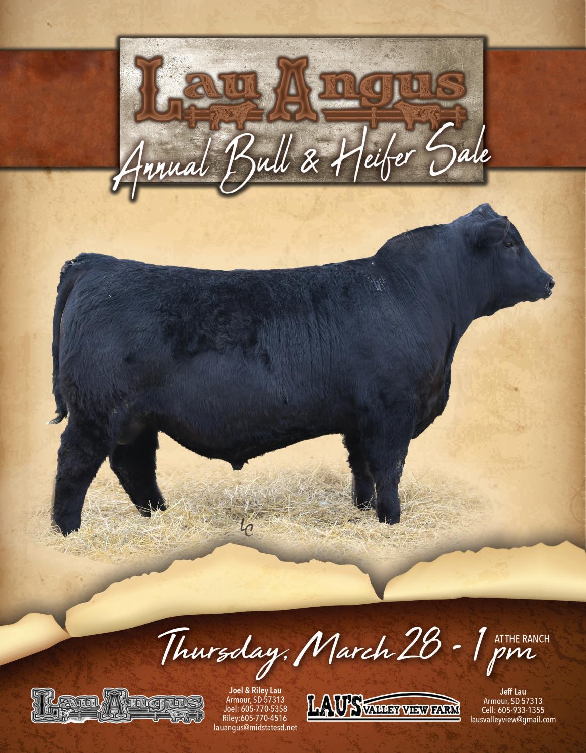 2019 Lau Angus Bull Sale Catalog by kelsey.steinkraus Issuu