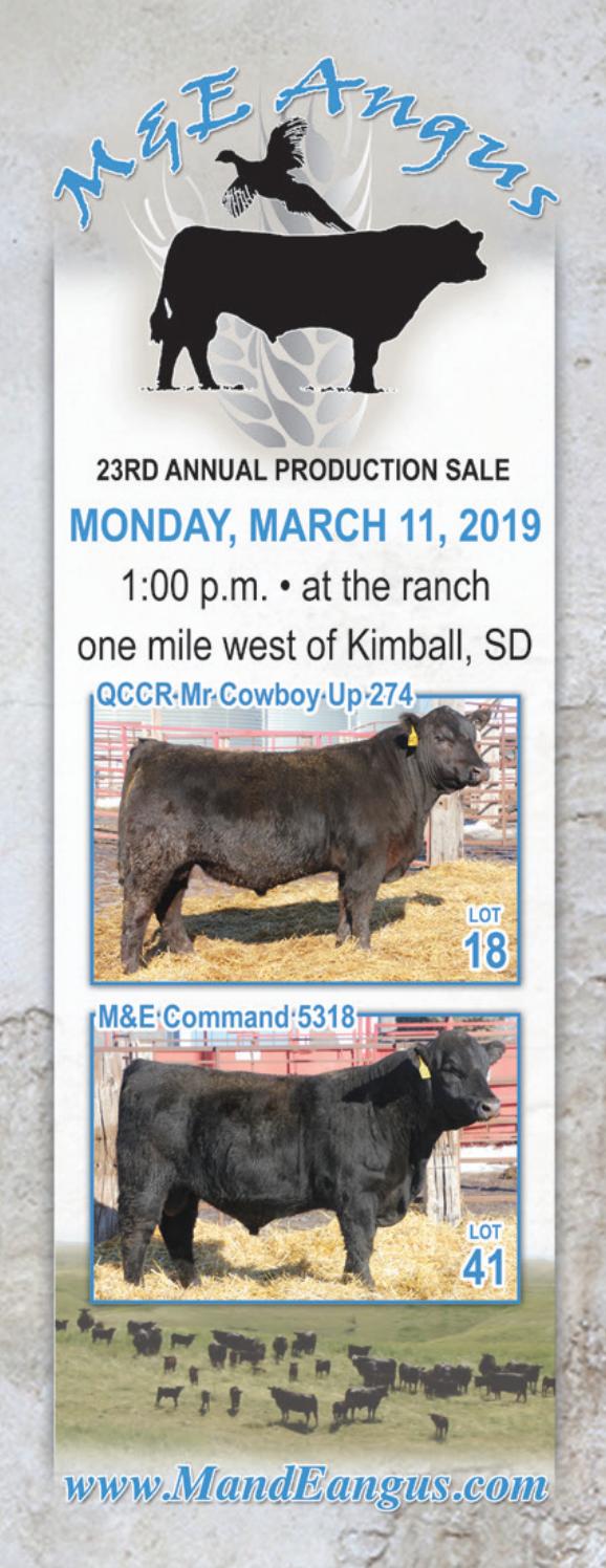 M&E Angus 2019 Sale by RPI Promotions Issuu