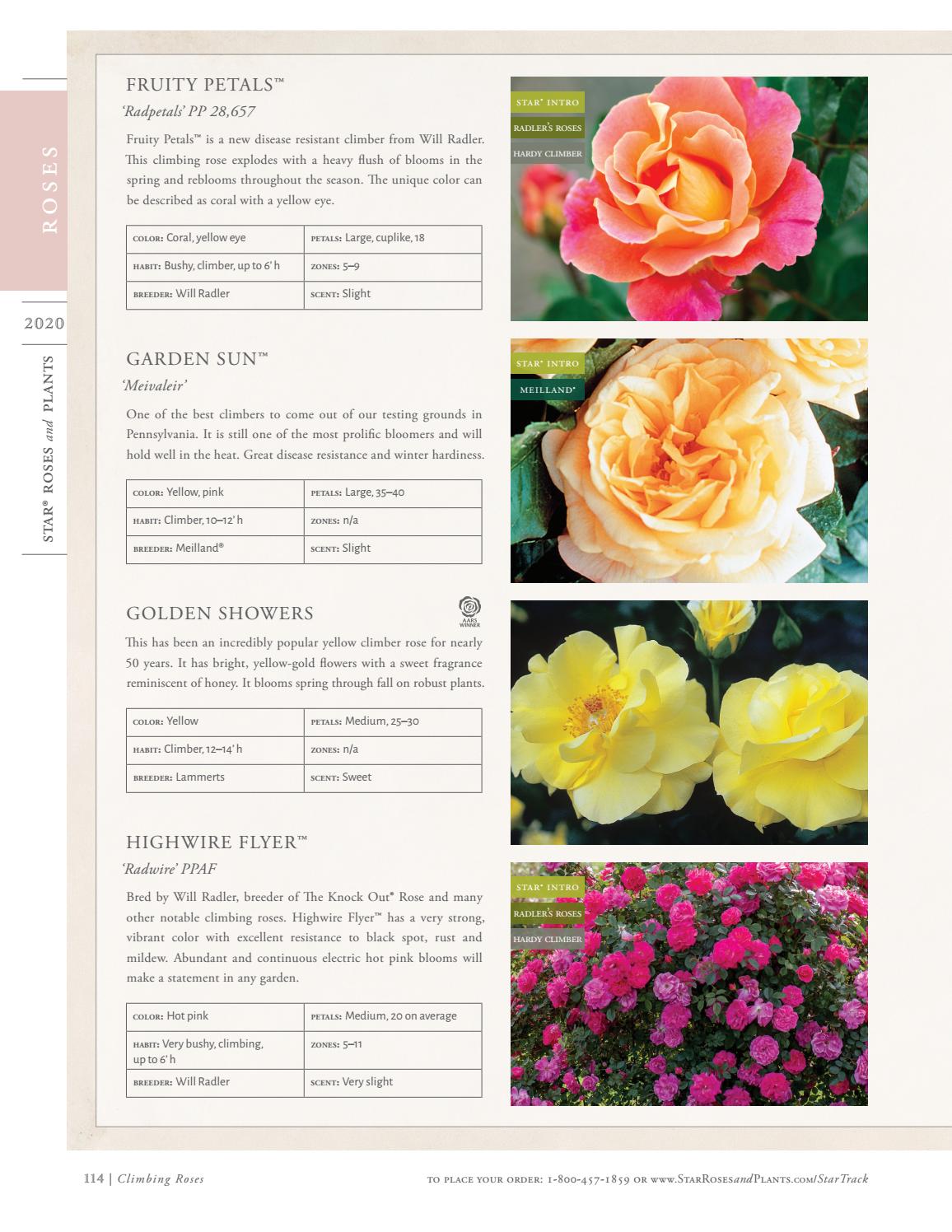 2020 Star® Roses and Plants Catalog by Star® Roses and Plants Issuu